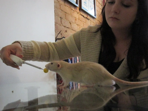 Rat target training
