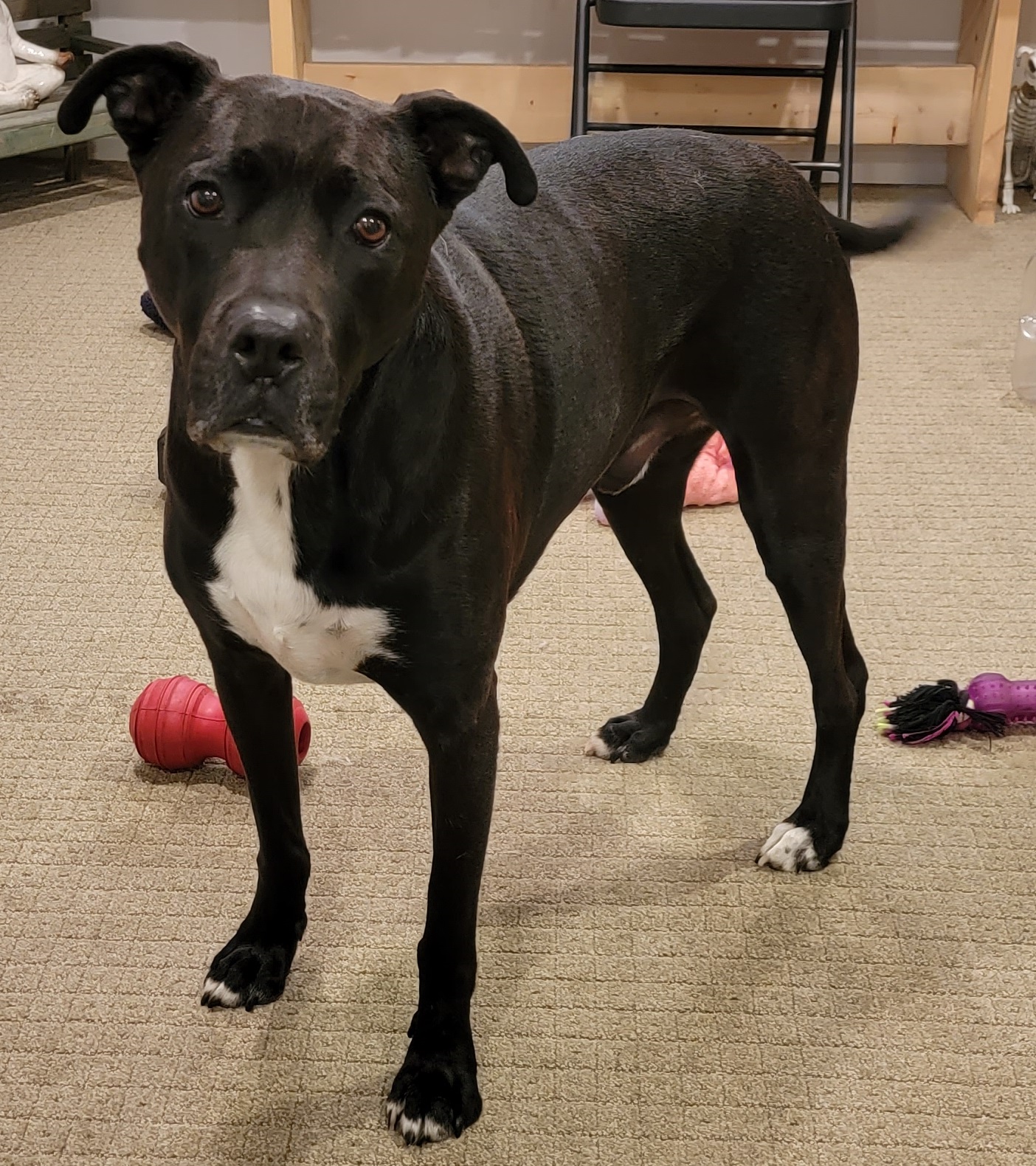 Black dog standing during a dog training class surrounded by toys