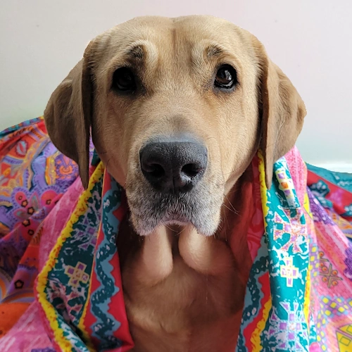 Broholmer dog head photo under a blanket