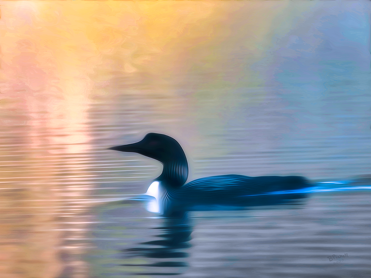 'Morning Loon'