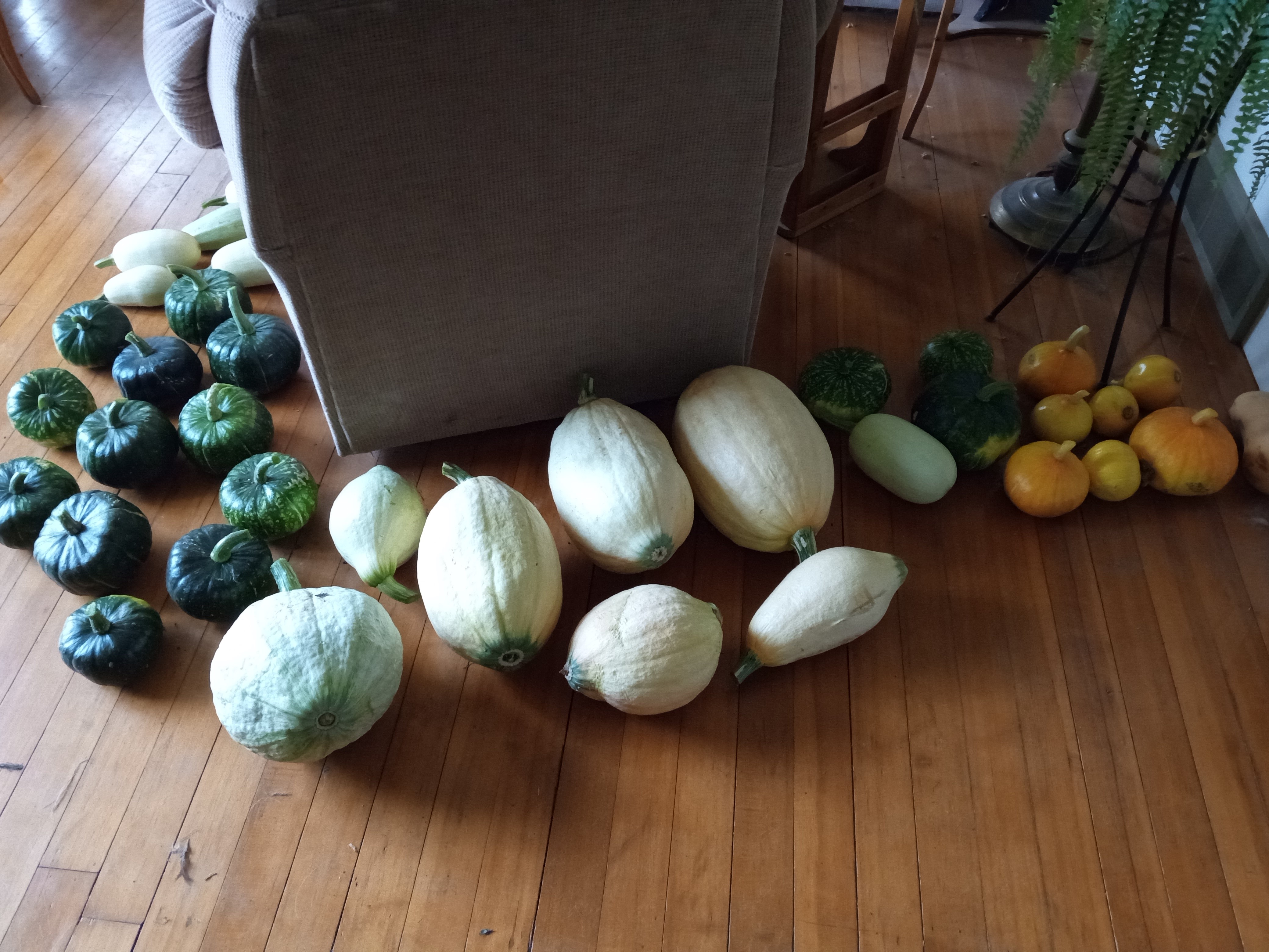 Interesting summer garden - squash harvest Sept 3 2025