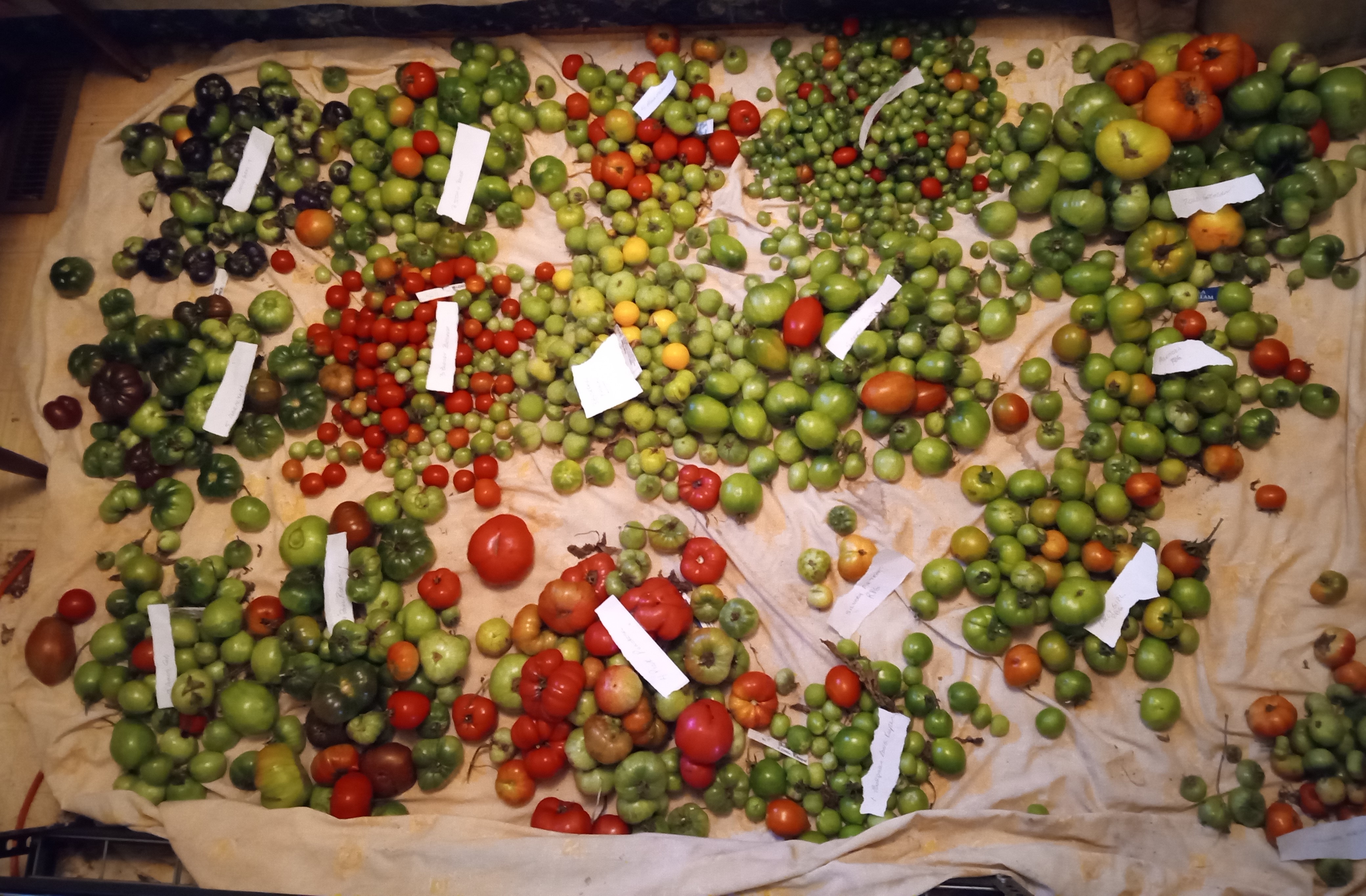 Interesting summer garden - tomato harvest Sep 2025