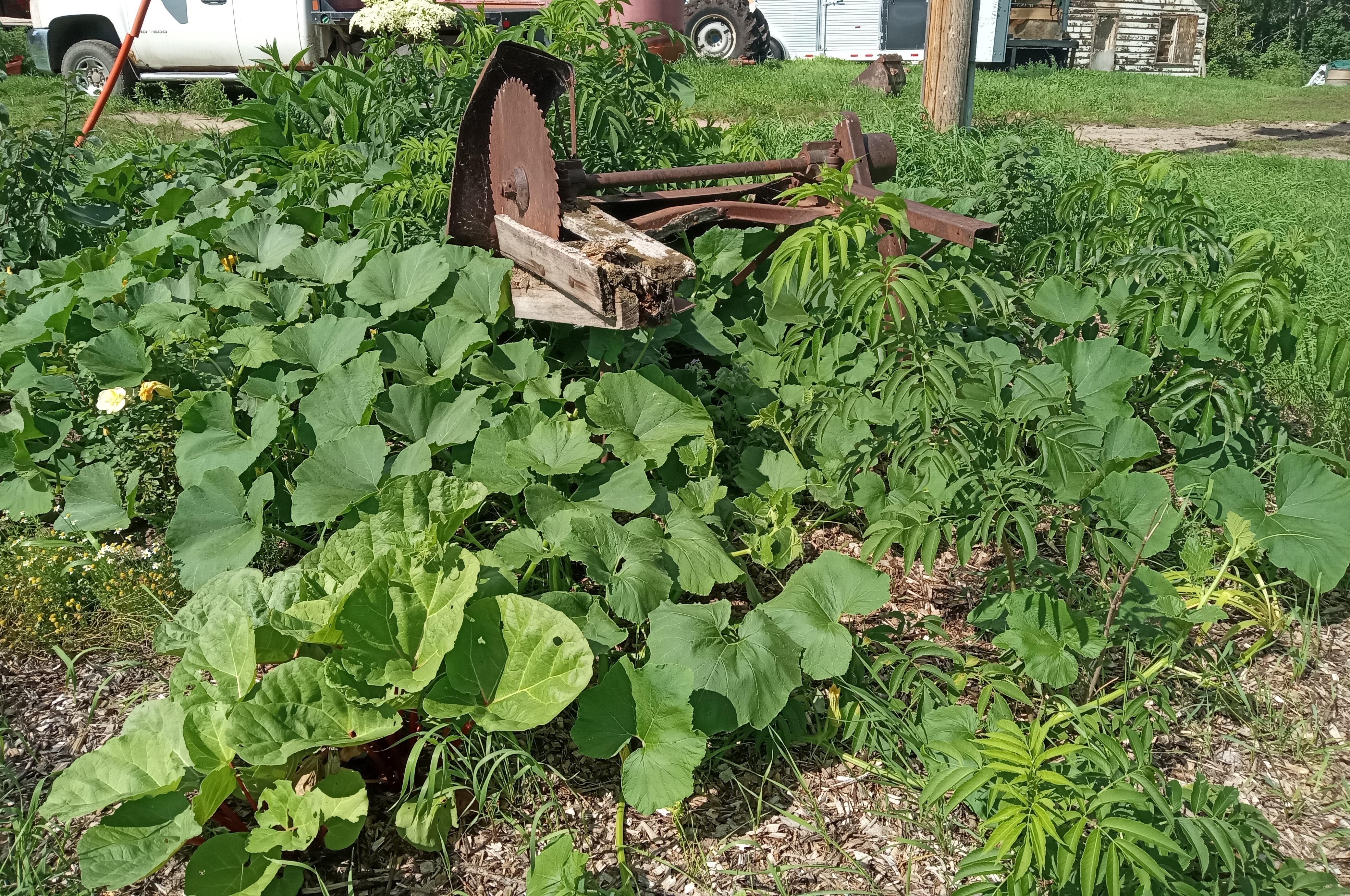 Interesting summer garden - Fruit tree guild end of August 2025