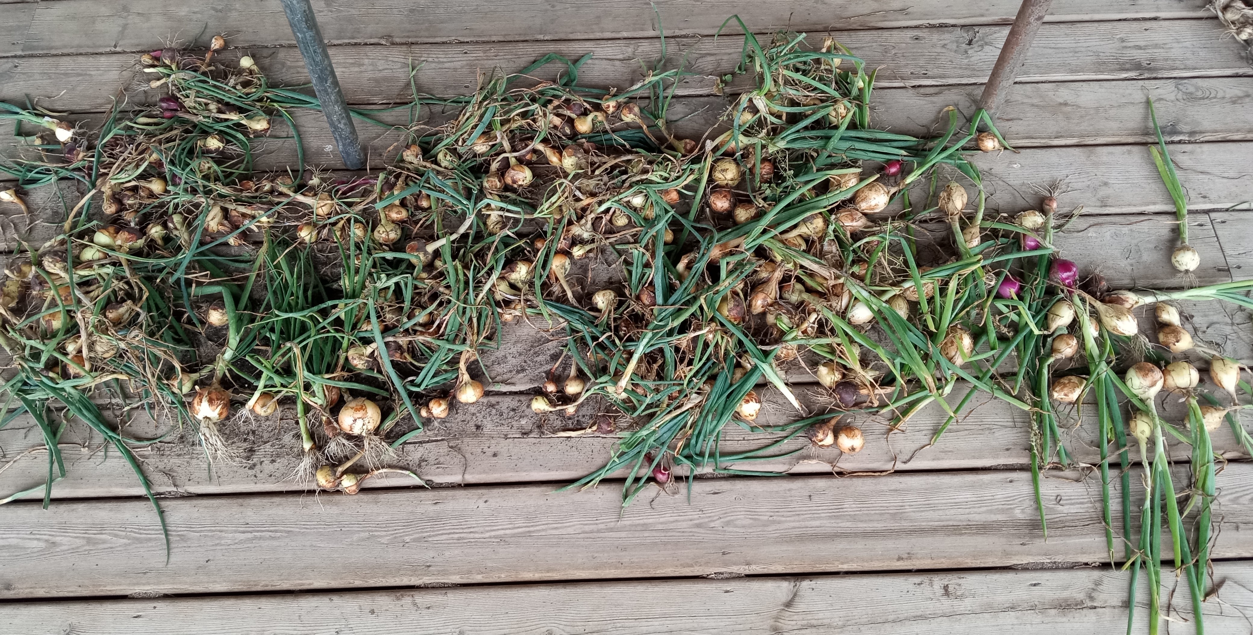 Interesting summer garden - onion harvest