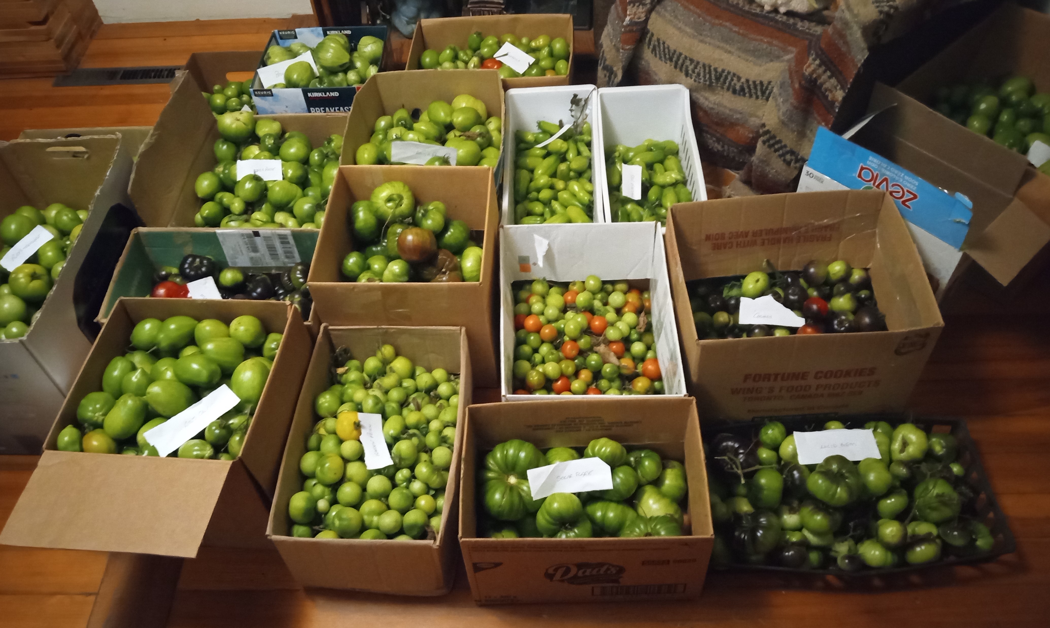 The tomato trials - ripening in my bedroom