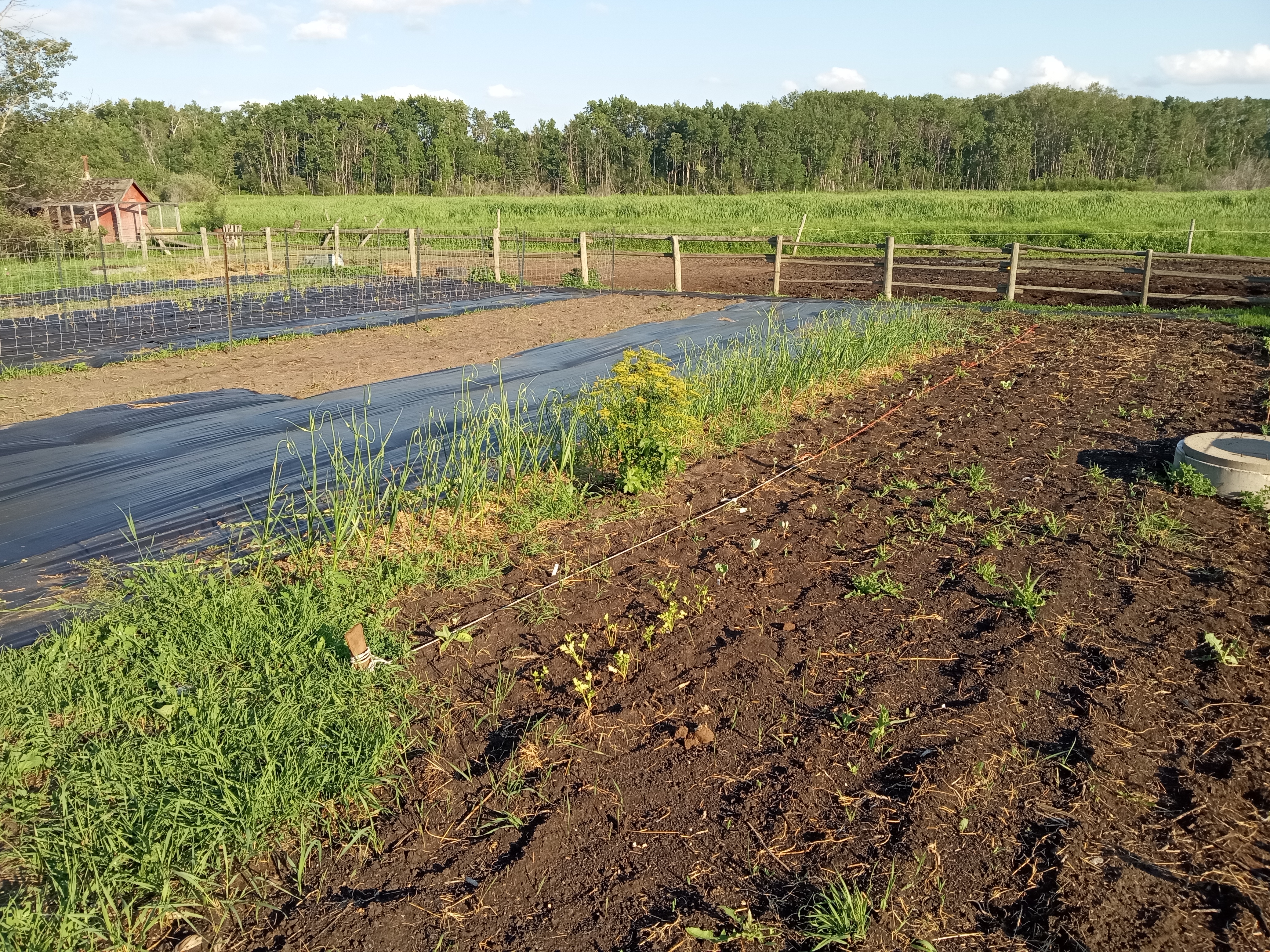 Zone 3 Garden is in - Last of garden