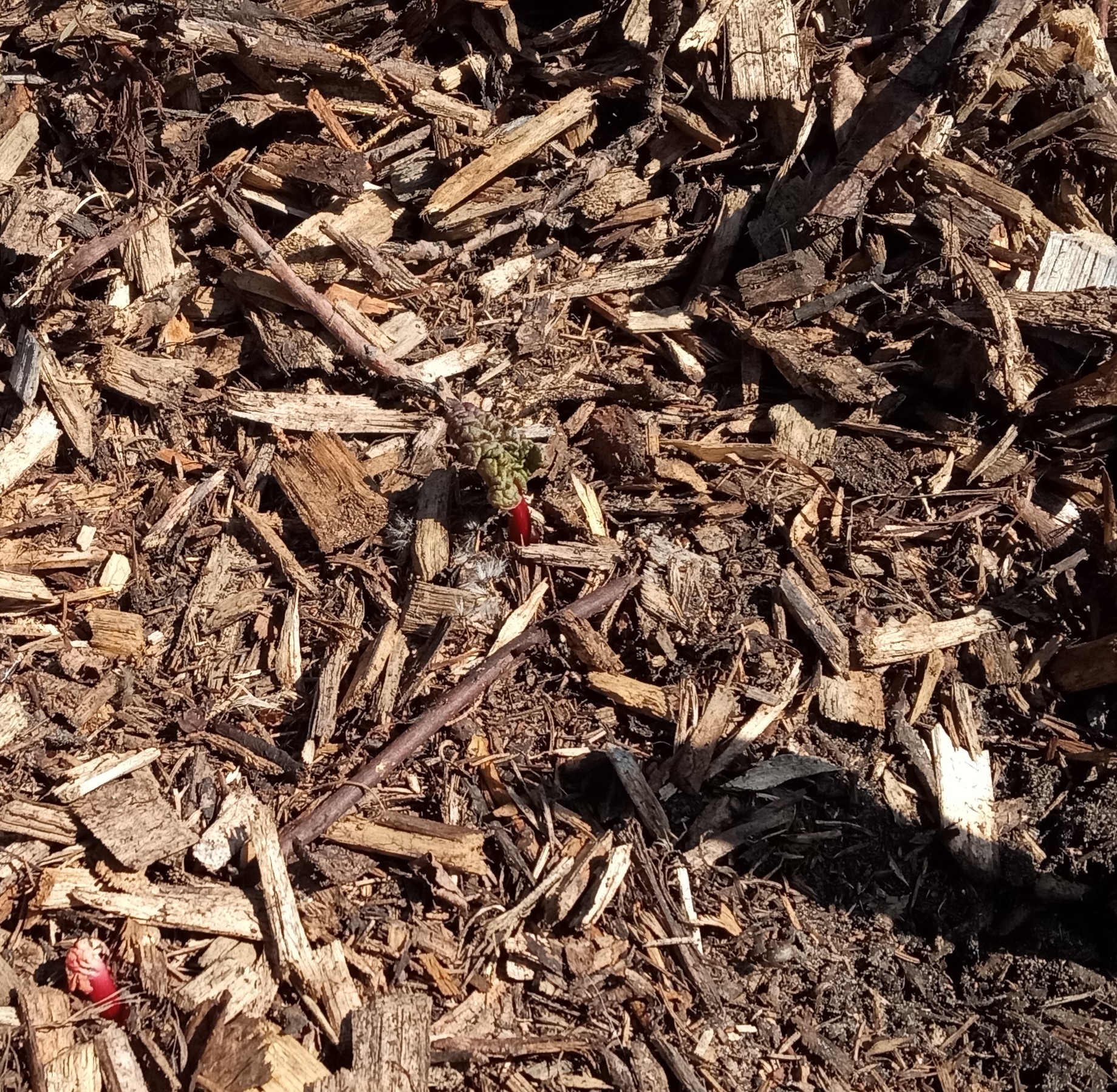 Interesting summer garden - red rhubarb end of May emerging
