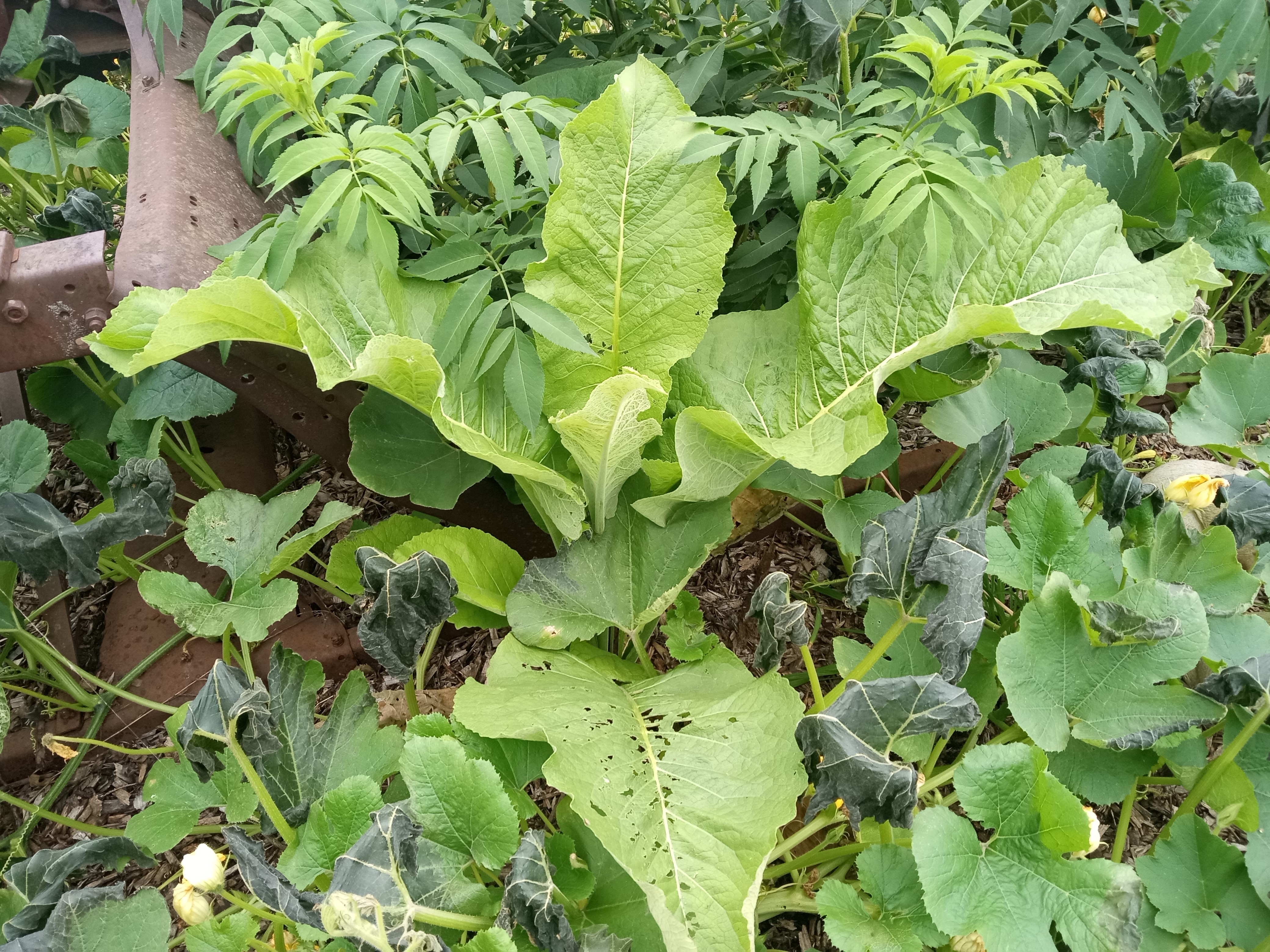 Interesting summer garden- Elecampane