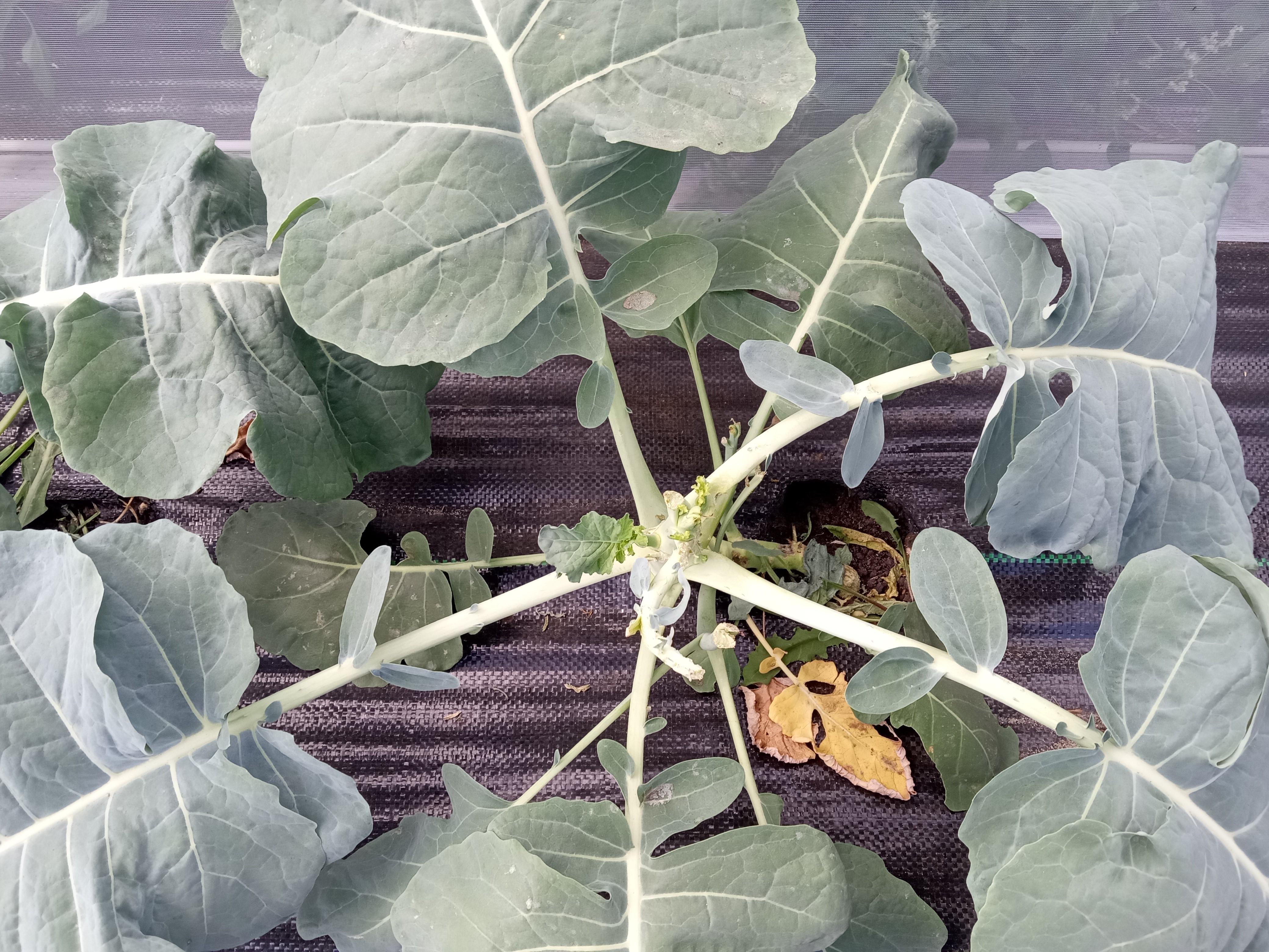 Interesting summer garden - broccoli damage