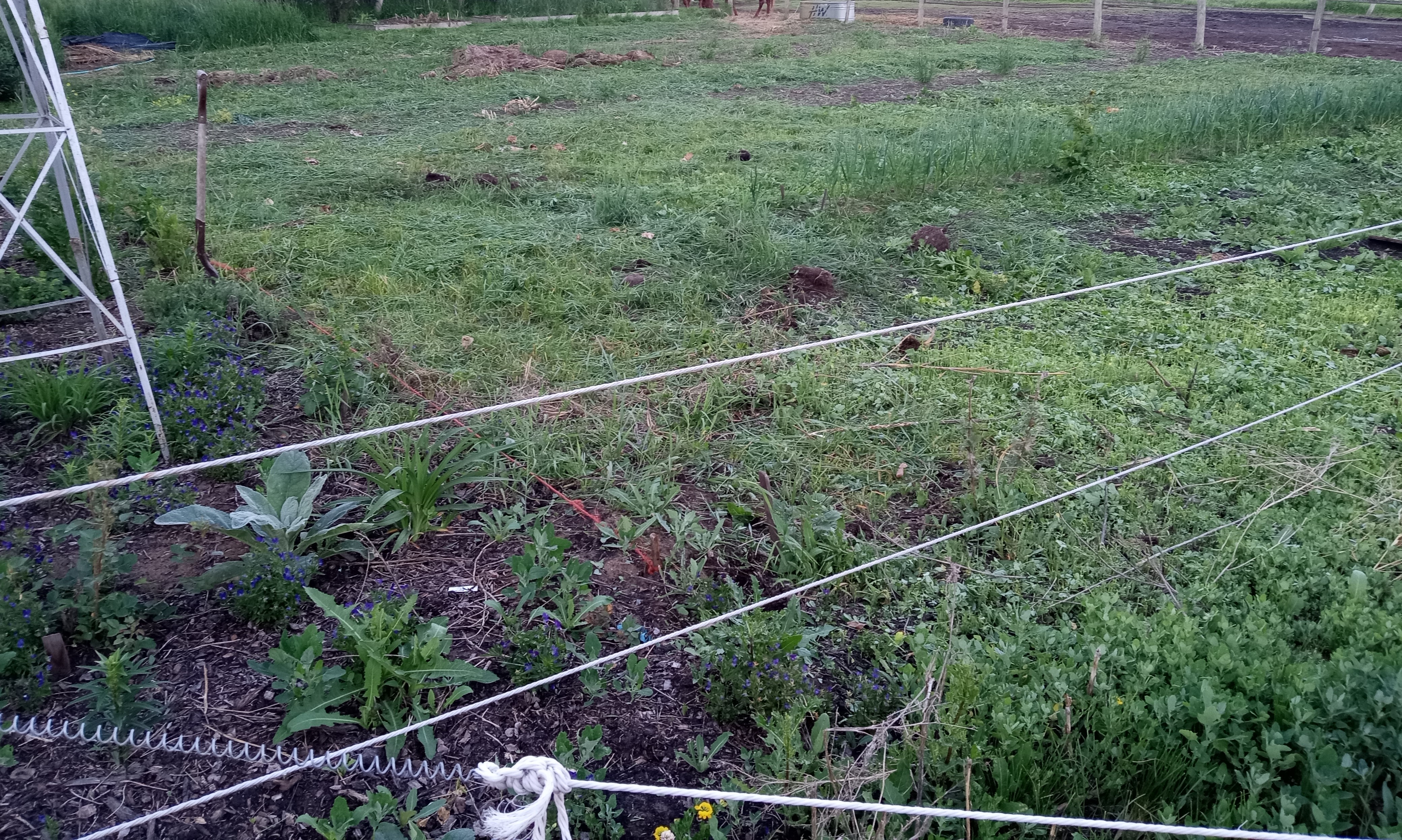 Zone 3 - 2026 Garden is in - grass takes over