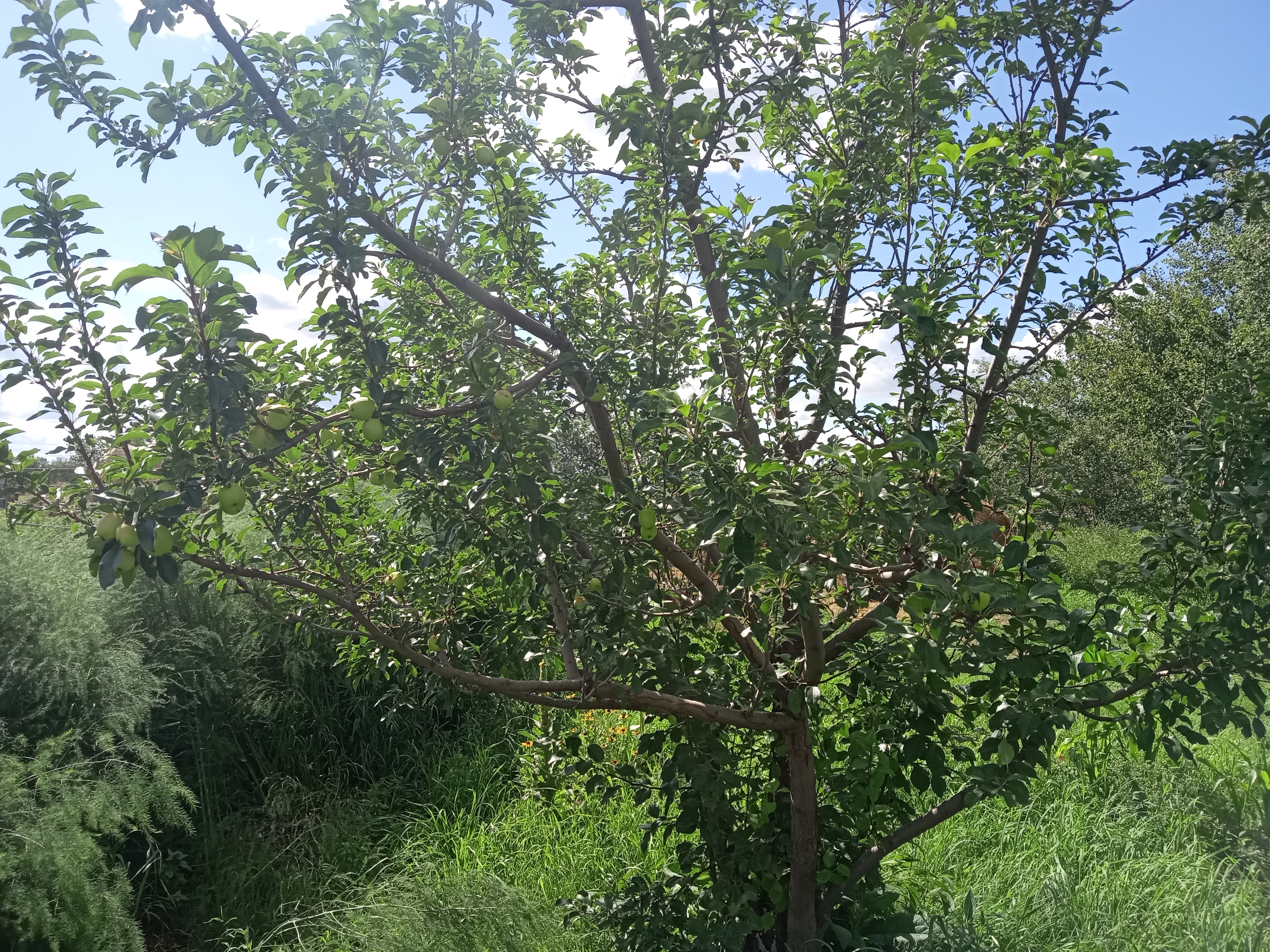 Interesting summer garden - Kerr apple tree August 2025