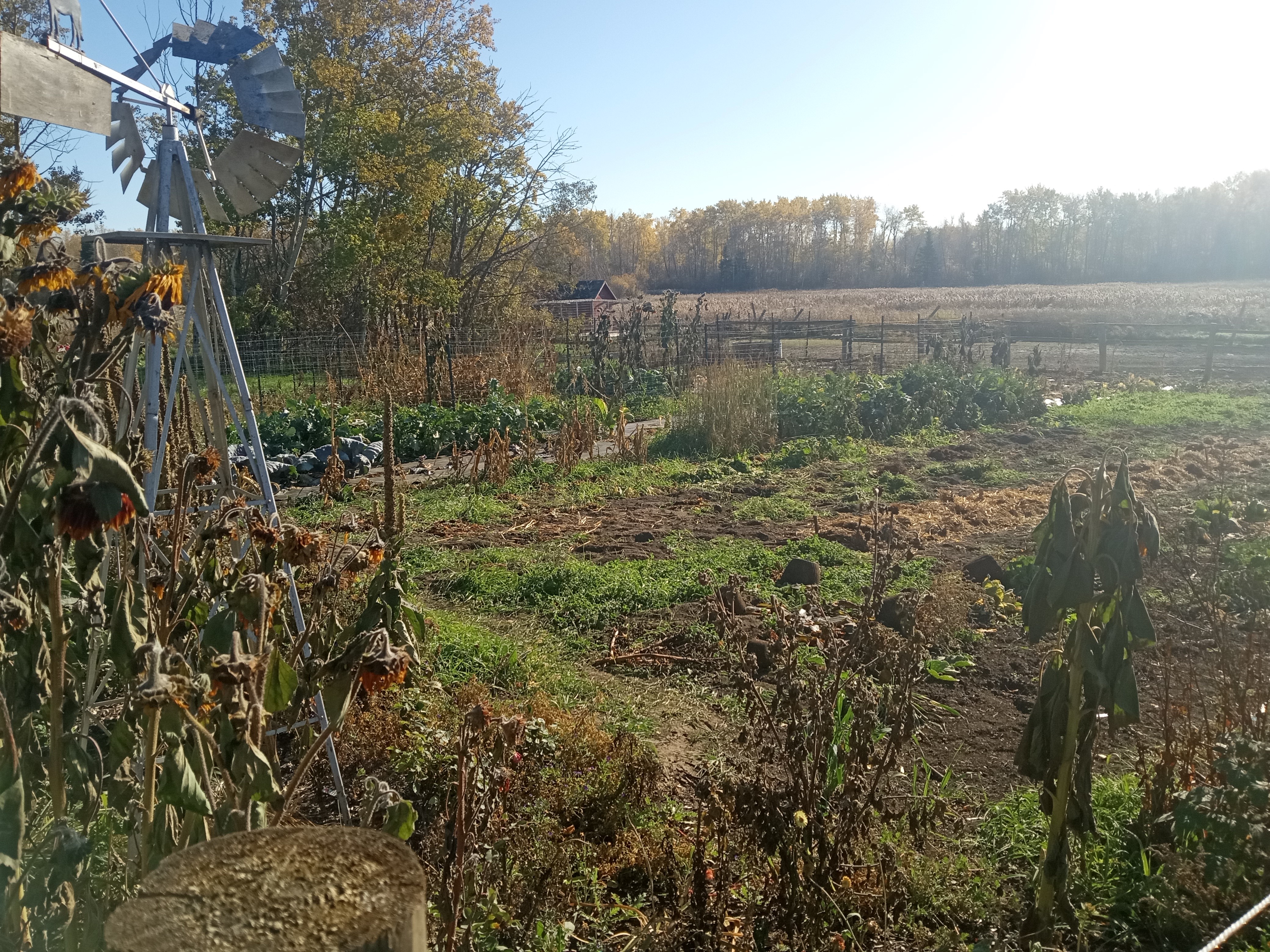 Interesting summer garden- finished garden in October 2025
