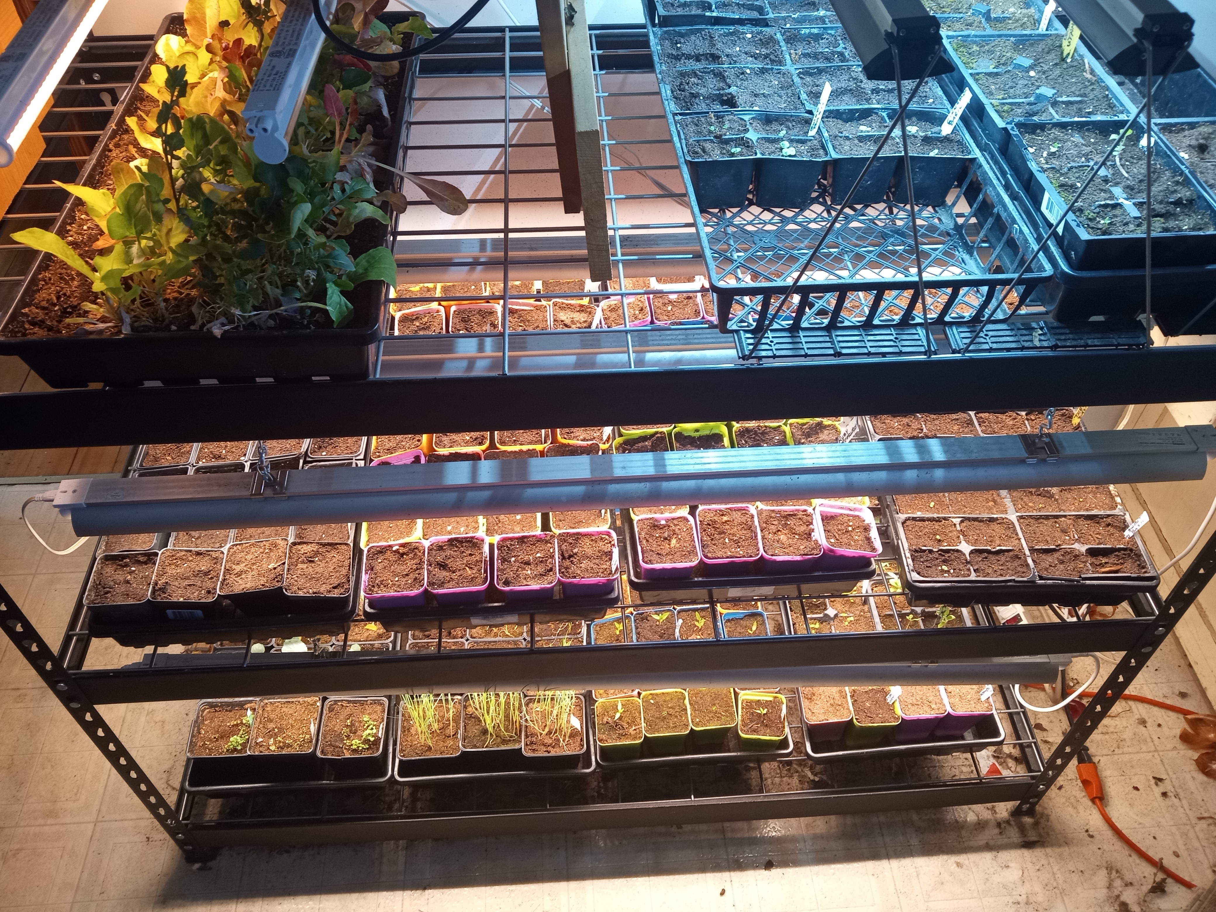 Interesting summer garden - Seed starting and greens April 2025