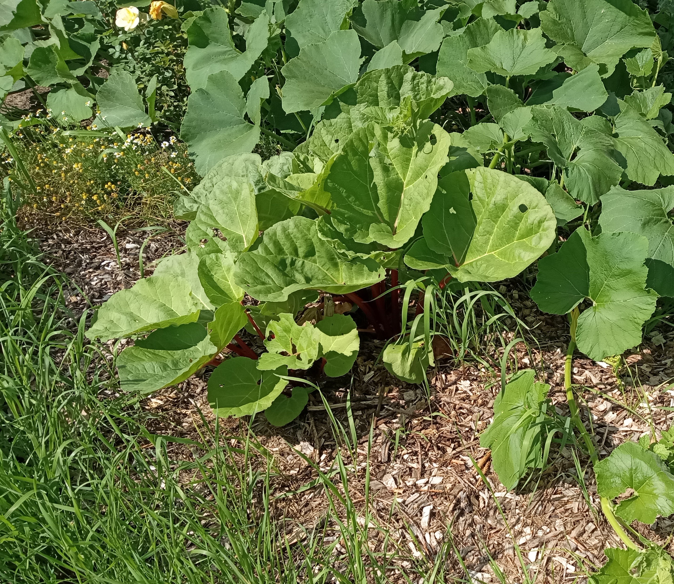 Interesting summer garden- red rhubarb end of August 2025