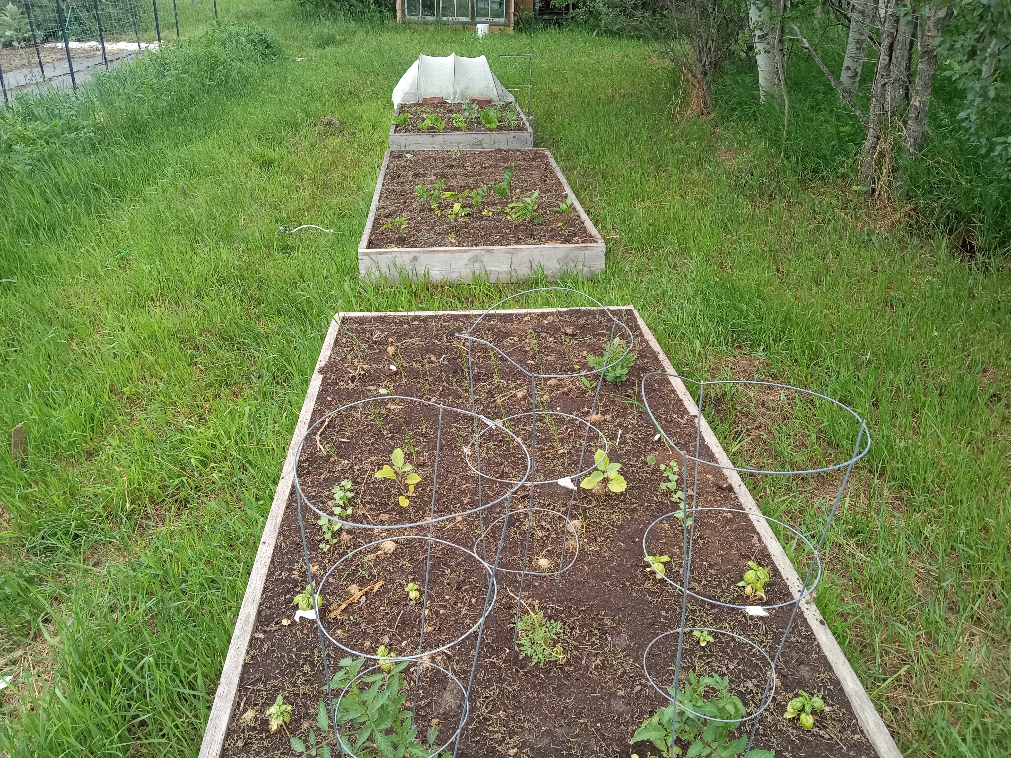 Interesting summer garden - raised beds June 22 2025