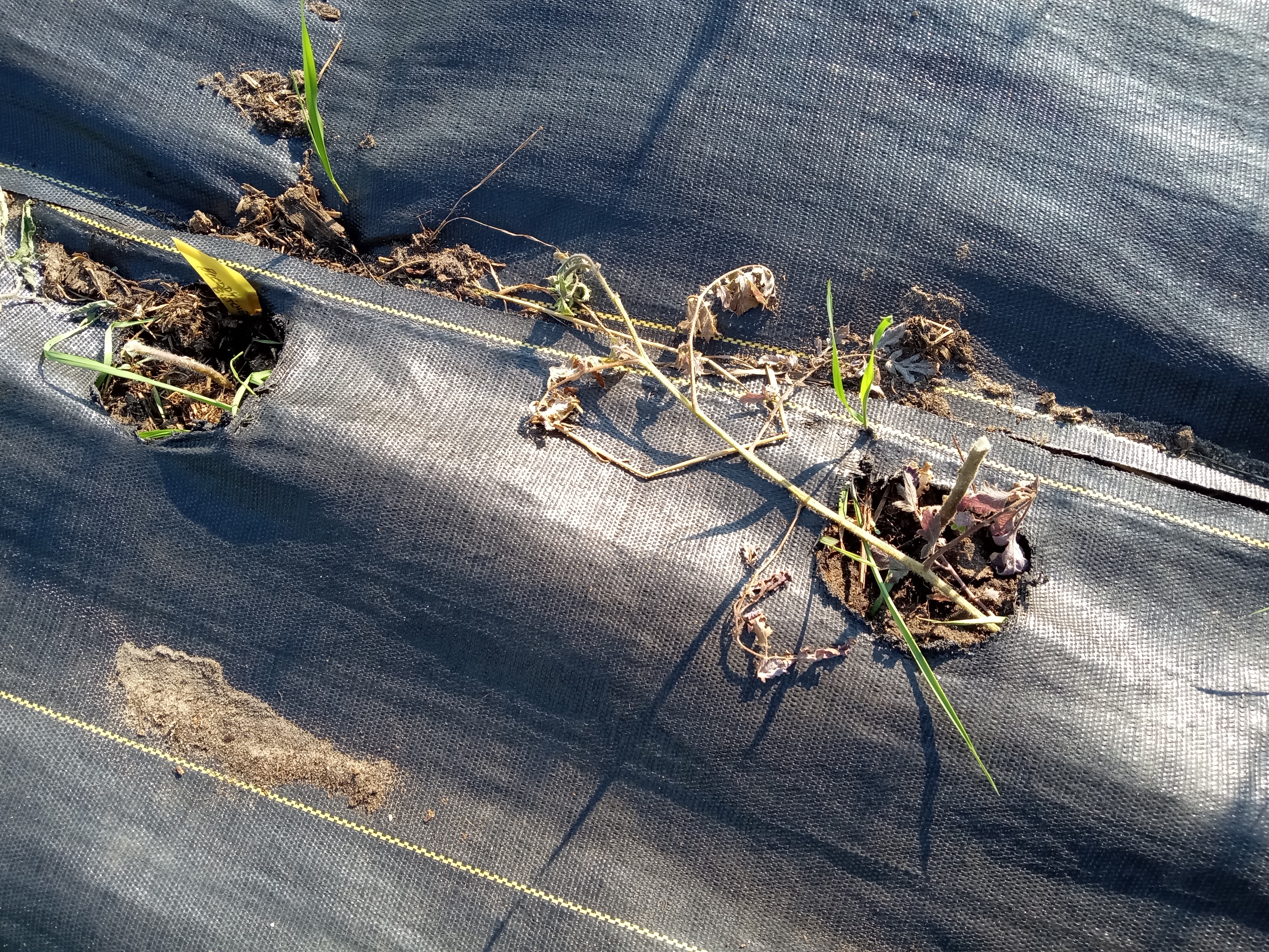 Zone 3 Garden is in - rodent damage