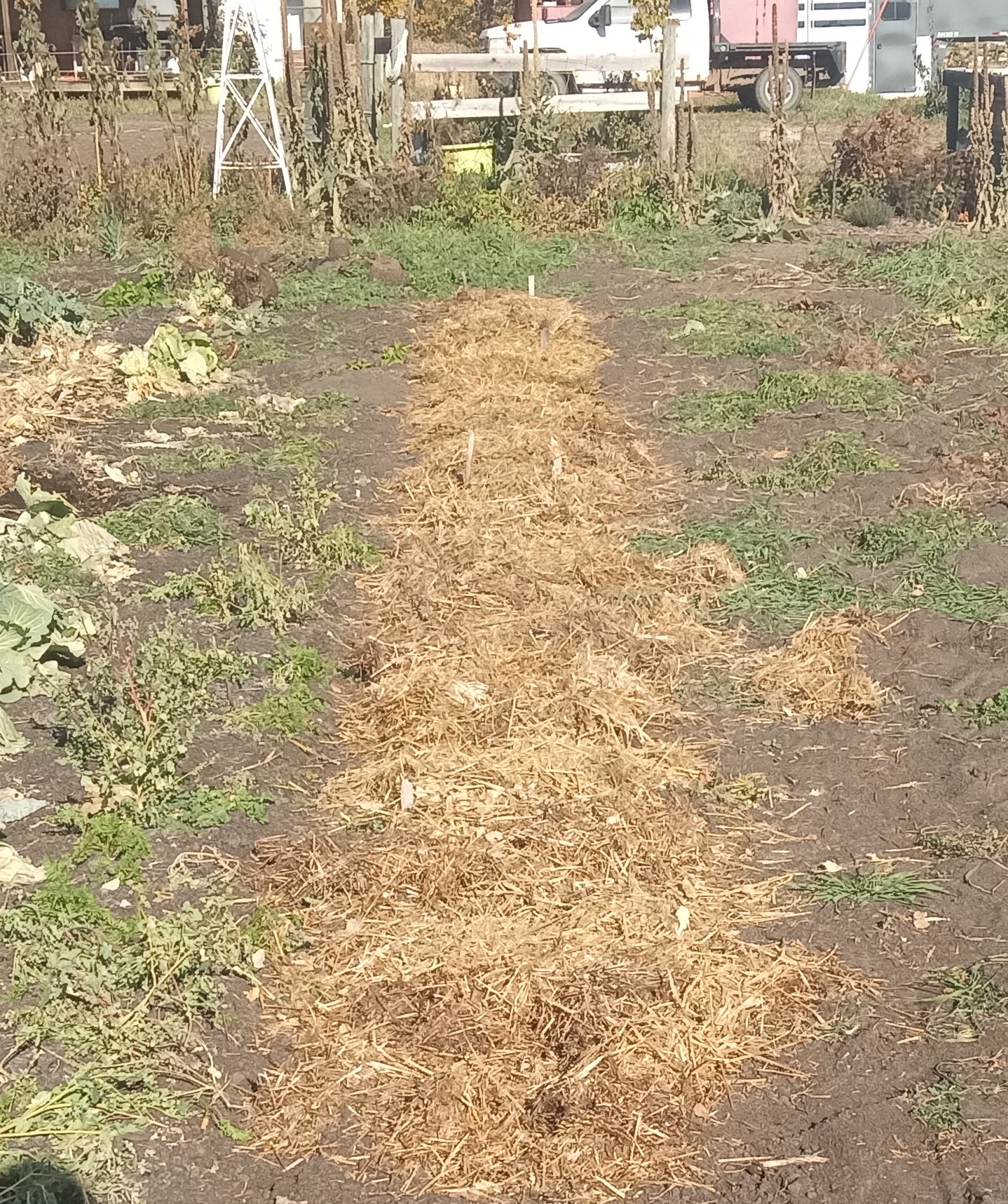 Interesting summer harvest - garlic planted Oct 9 2025