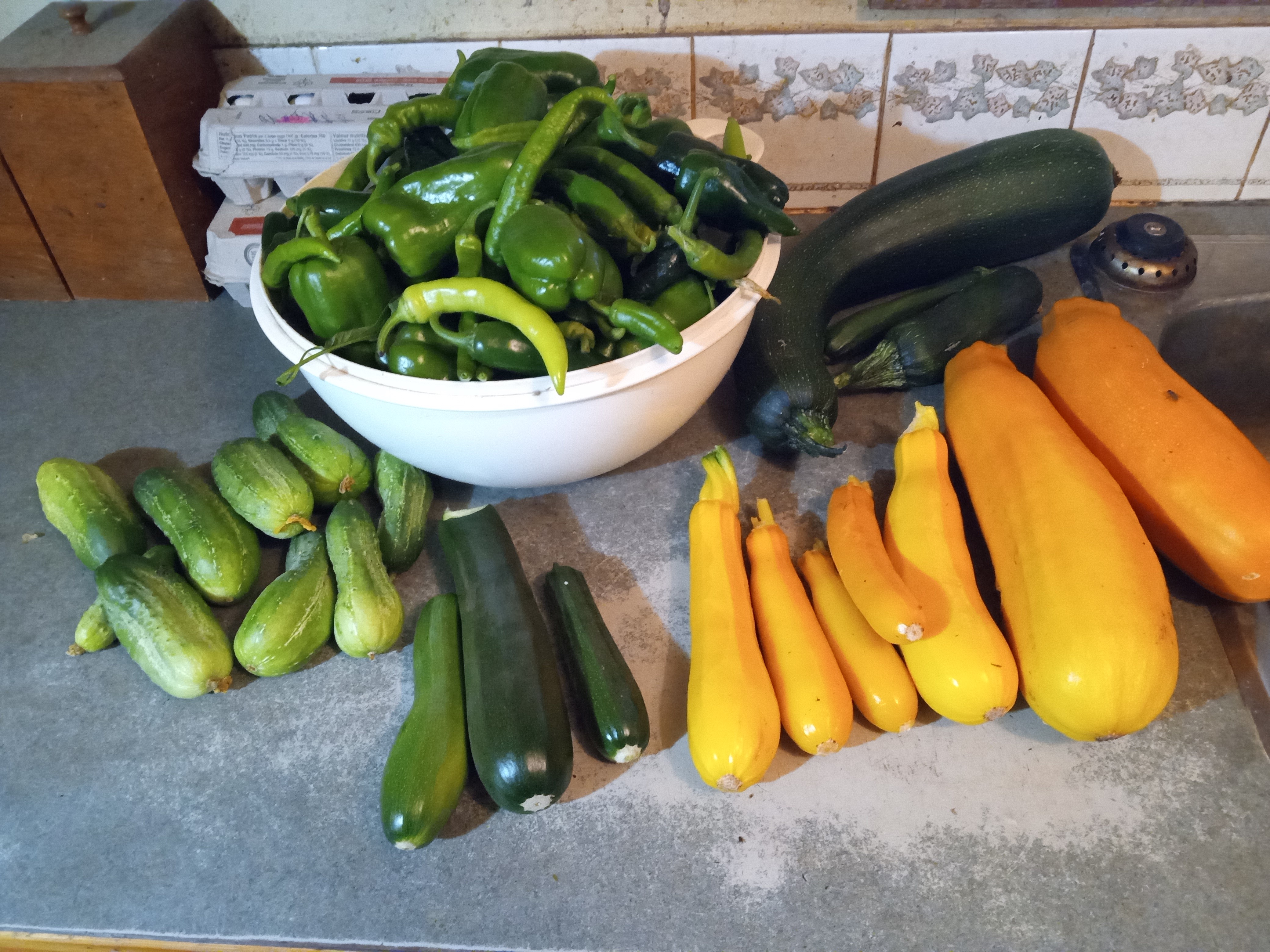 Interesting summer garden - harvest after Sep 3 2025 frost