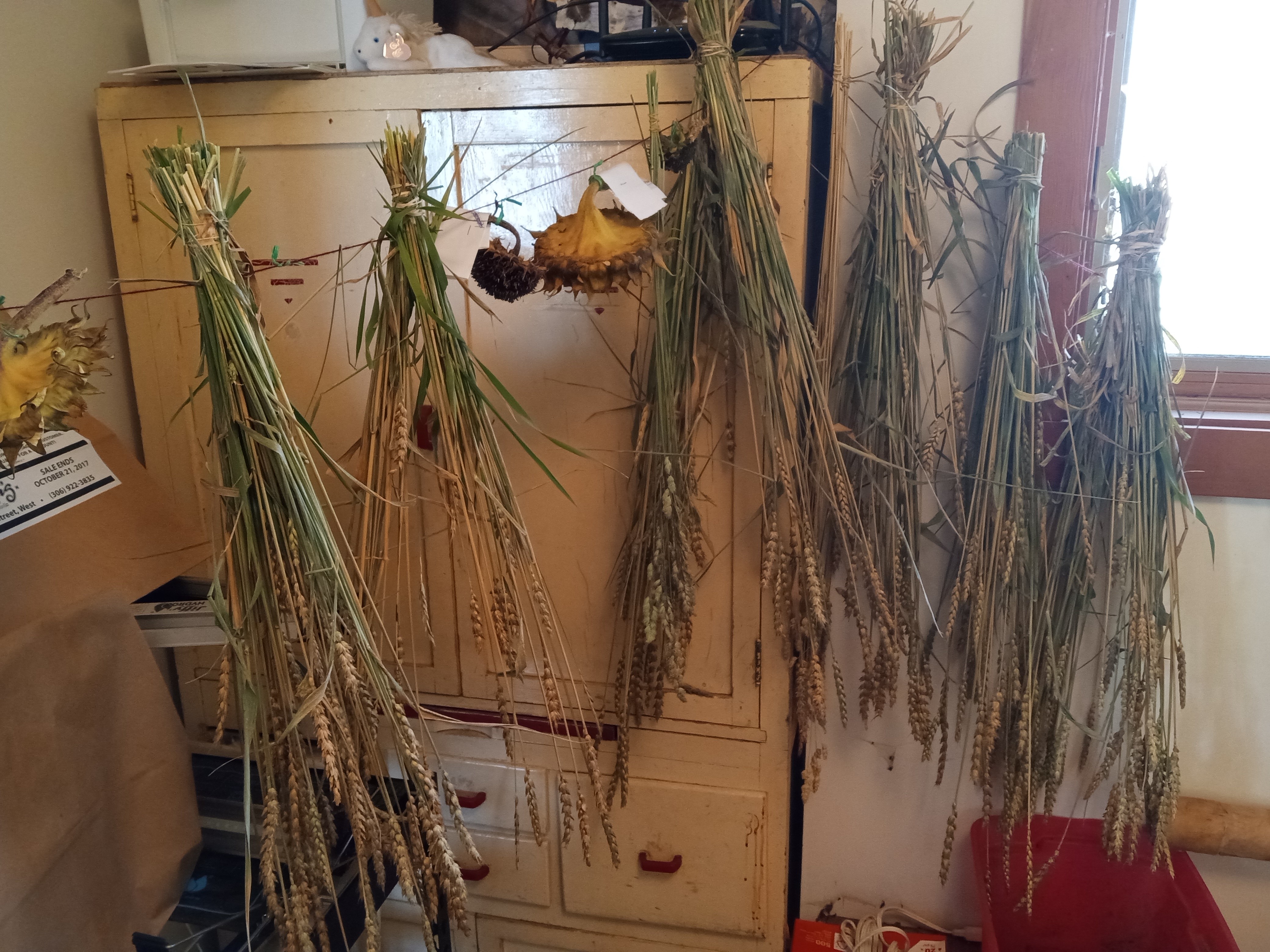 Interesting summer garden -- Rouge de Bordeoux wheat harvest