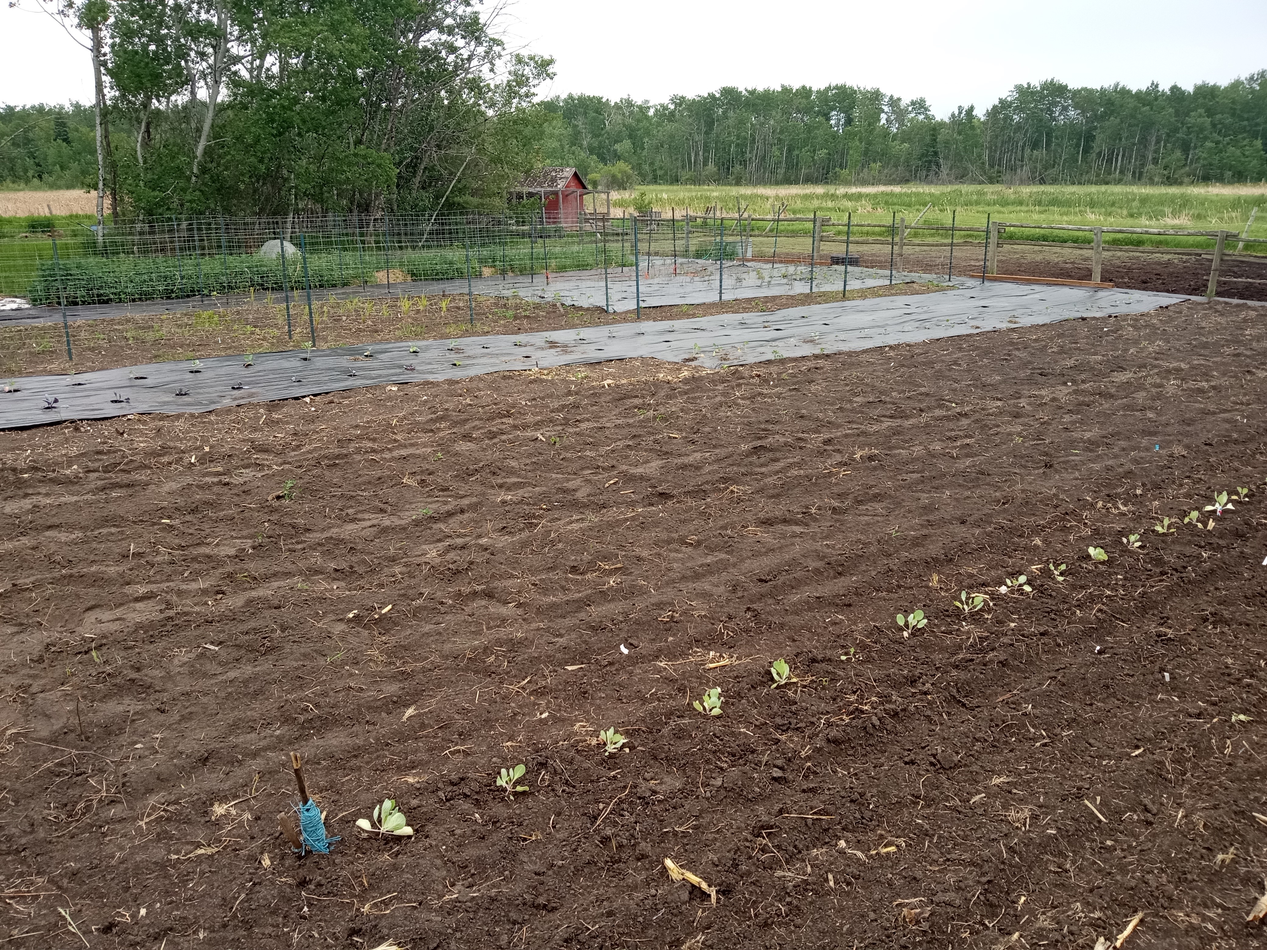 Interesting summer garden - garden planted June 21 2025