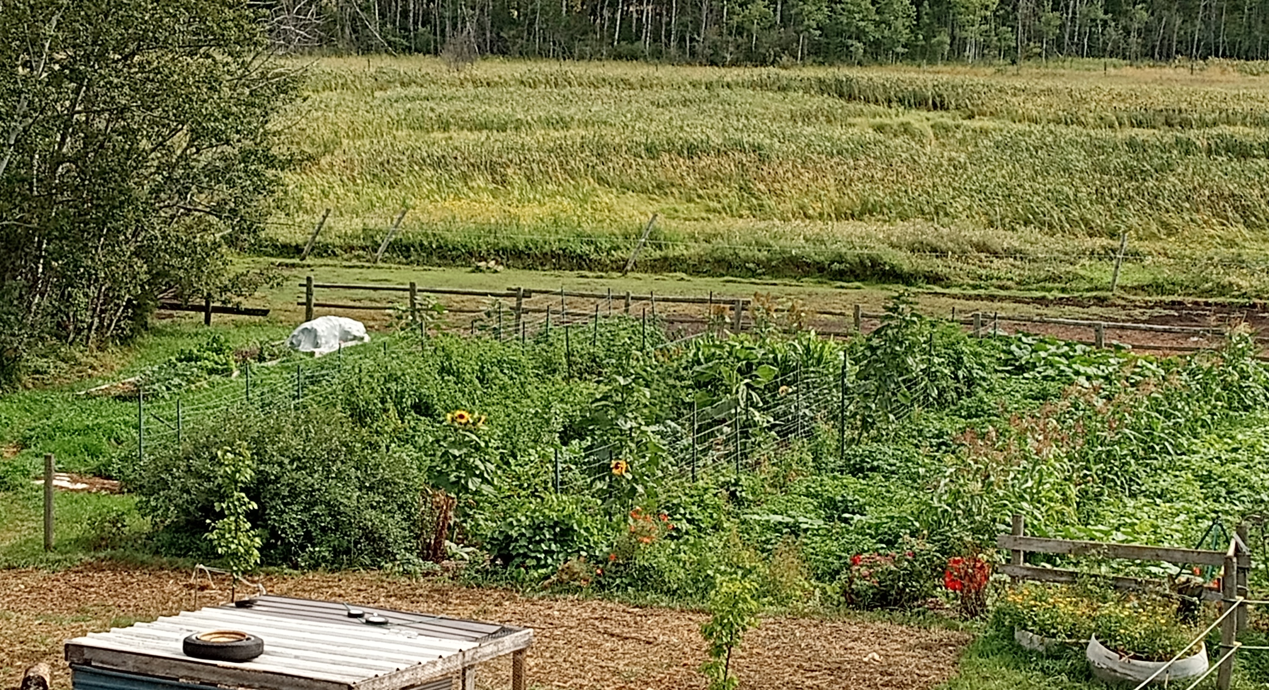 The tomato trials - The garden on August 16,2024