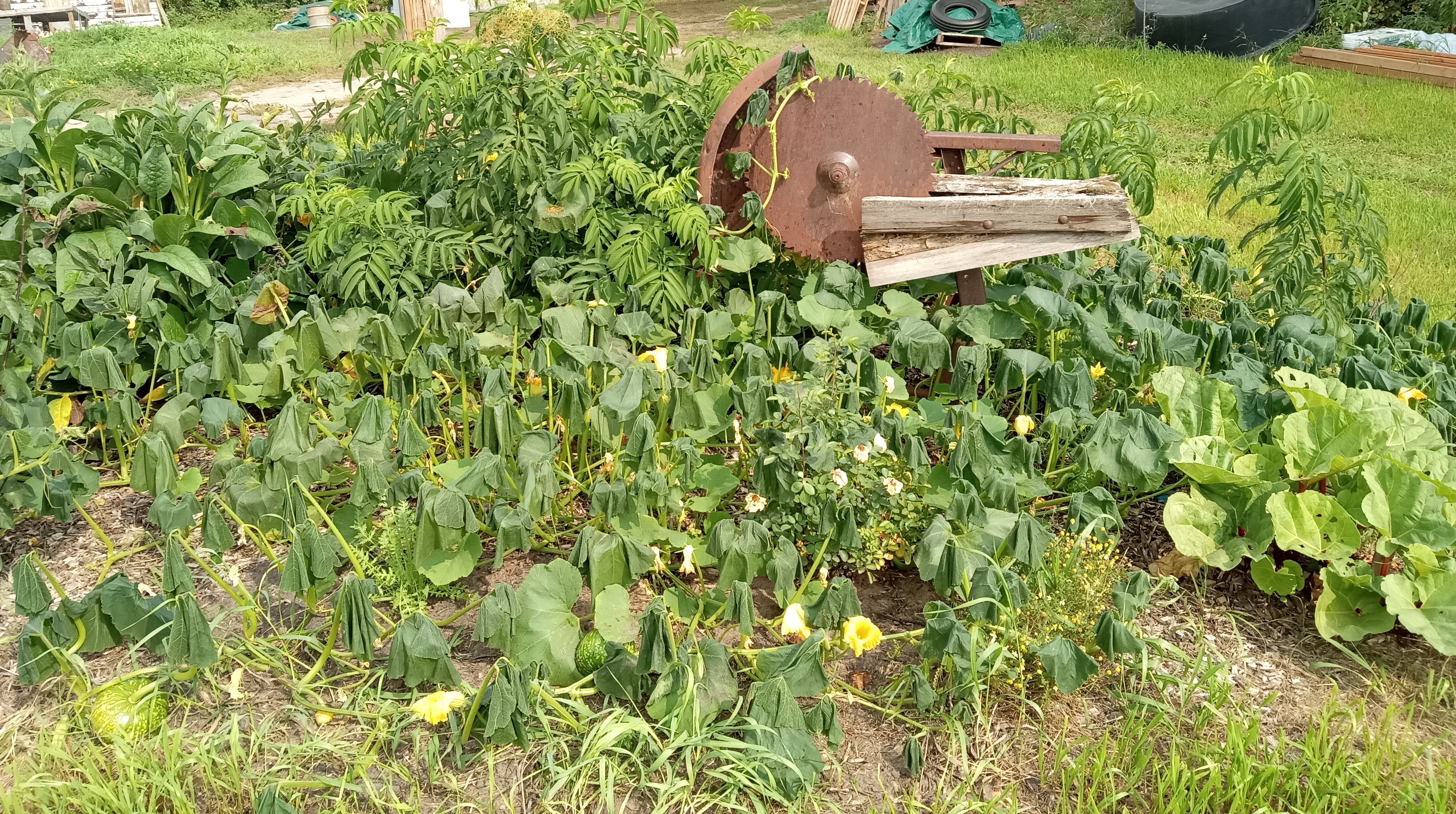 Interesting summer garden - fruit tree guild after frost
