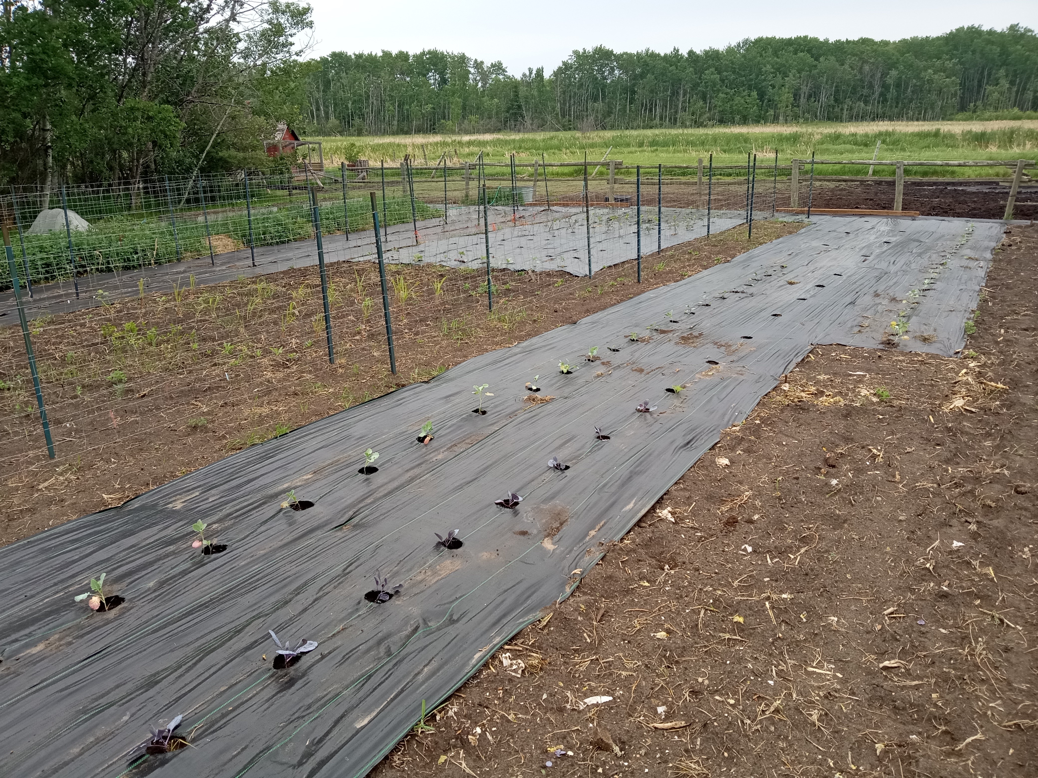 interesting summer garden - landscape fabric June 2025