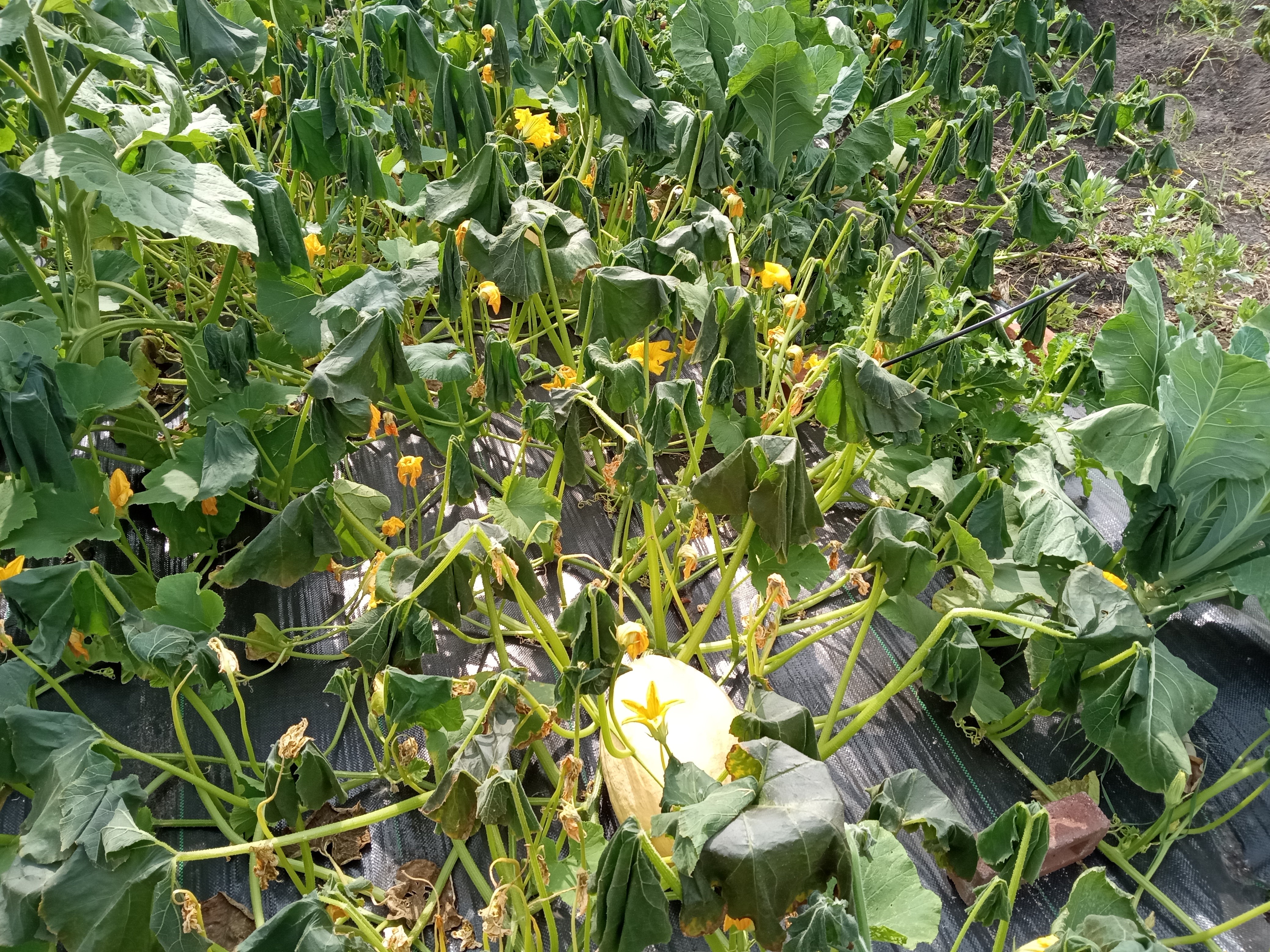 Interesting summer garden- squash after Sept 3 frost