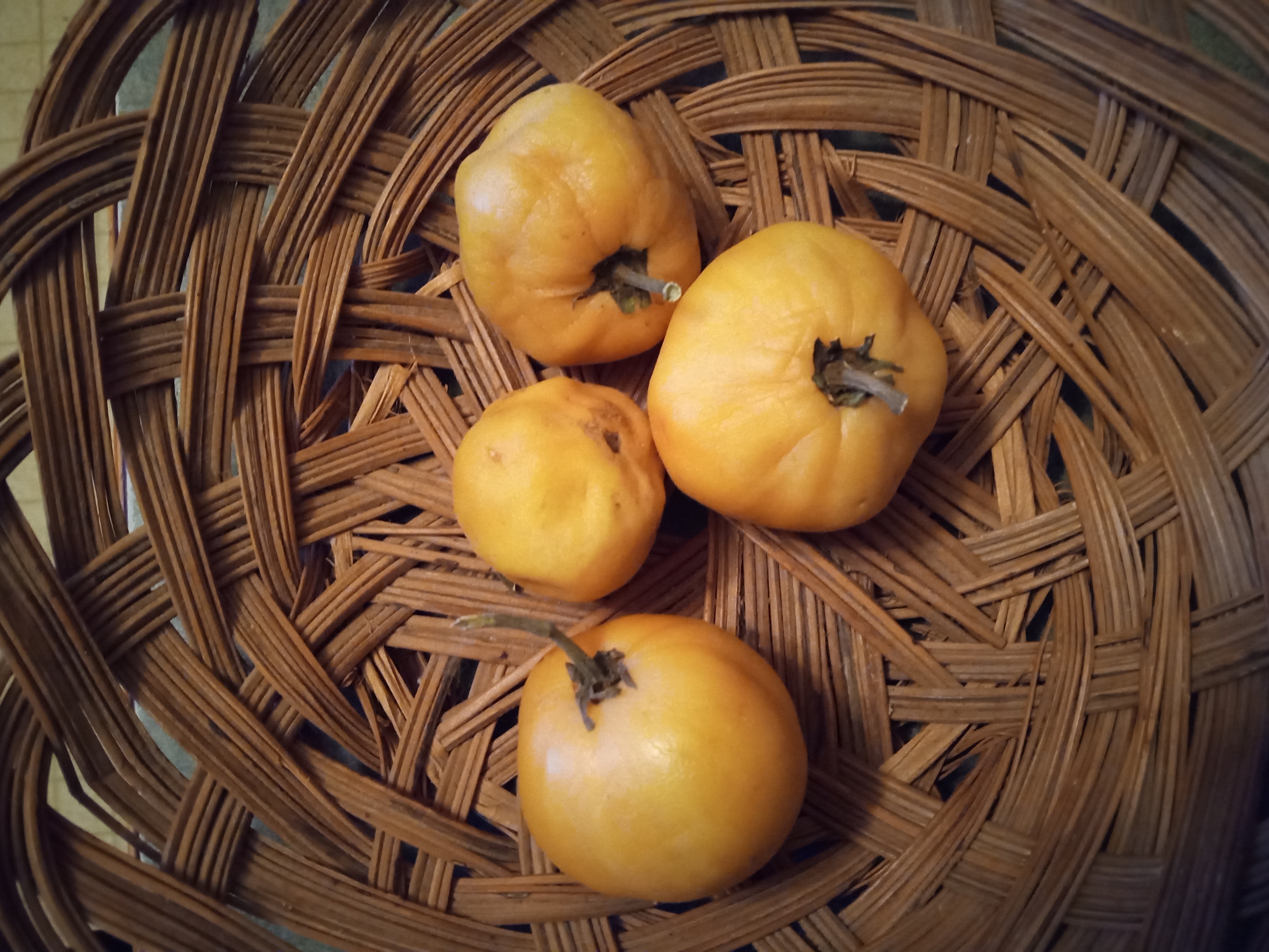 The Tomato trials - Clare's long keeper tomato in April