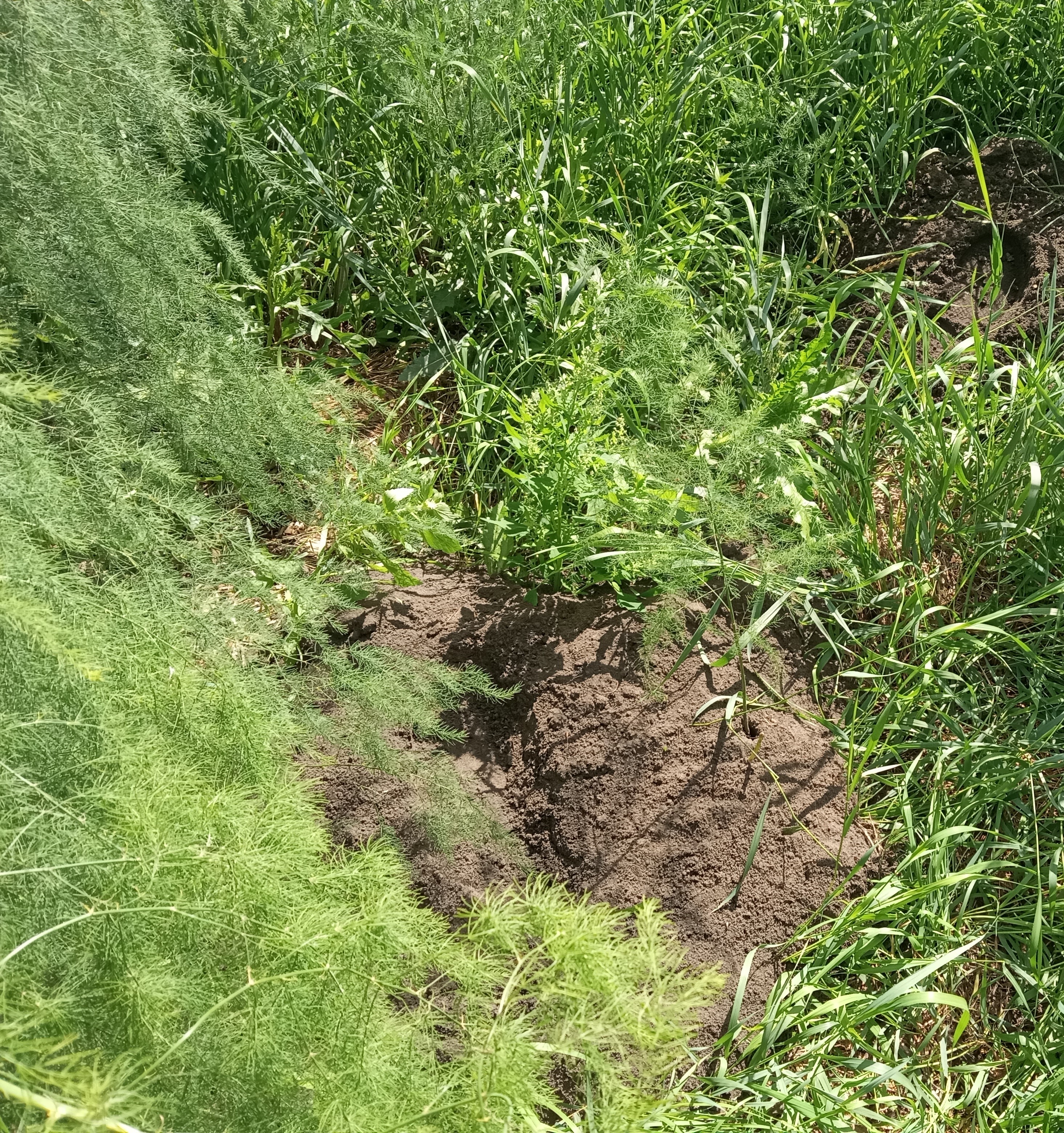 Interesting summer garden - mole damage in asparagus