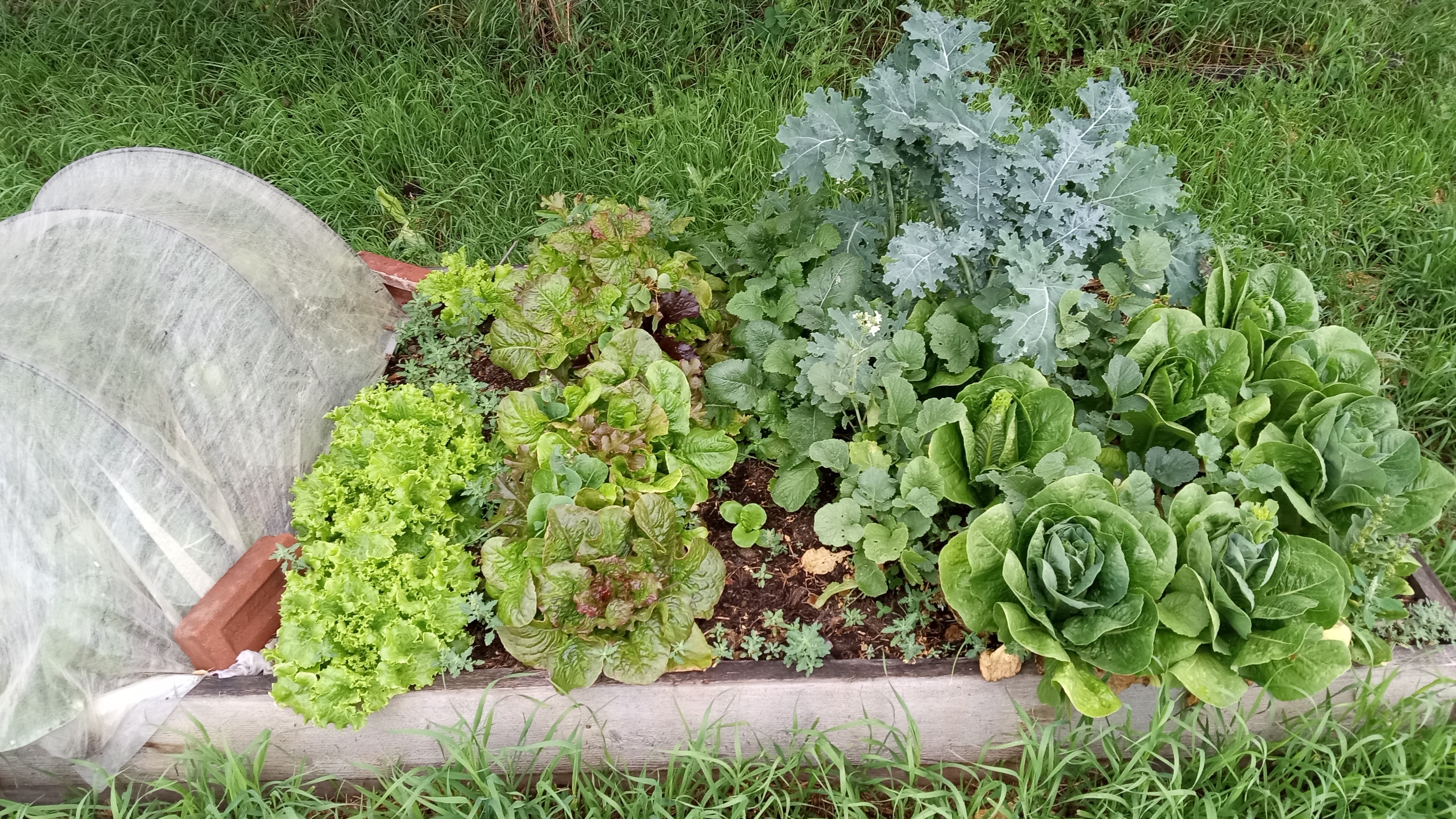 Interesting summer garden - lettuce raised beds