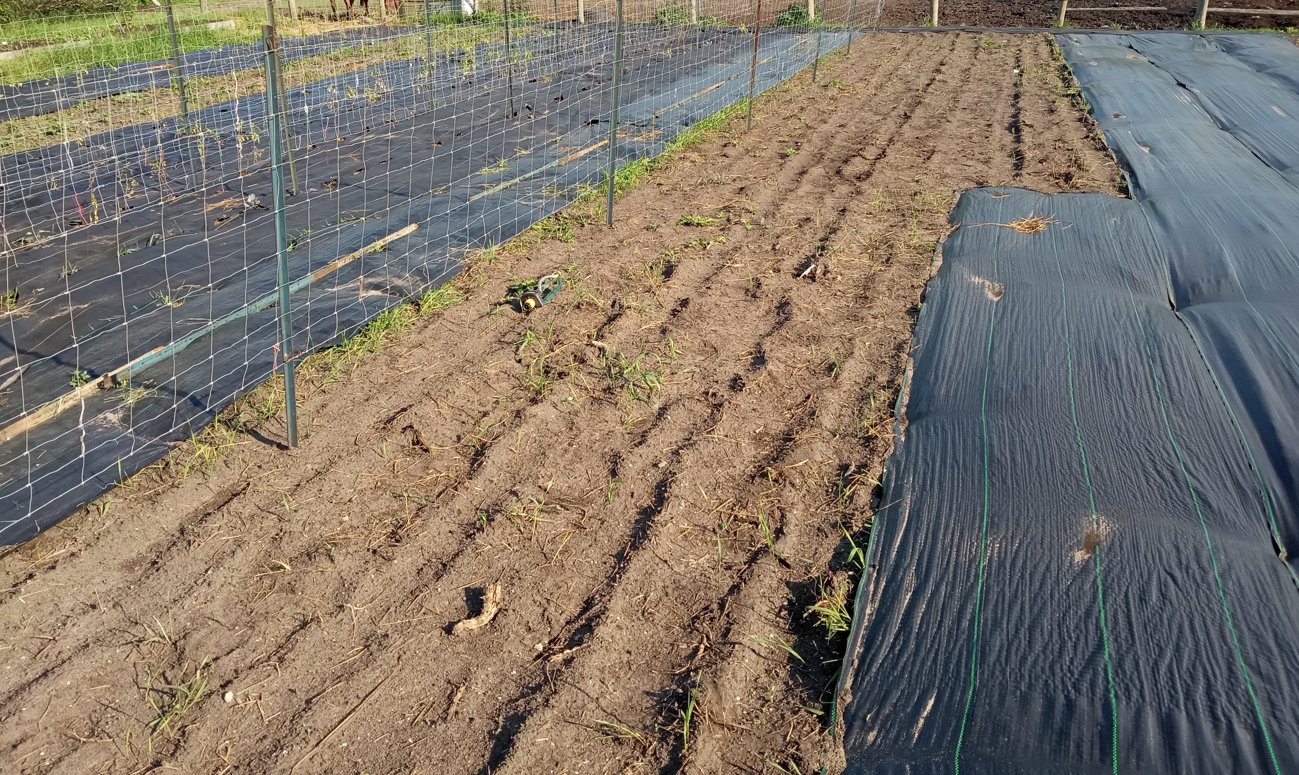 Zone 3 Garden is in - Carrot patch
