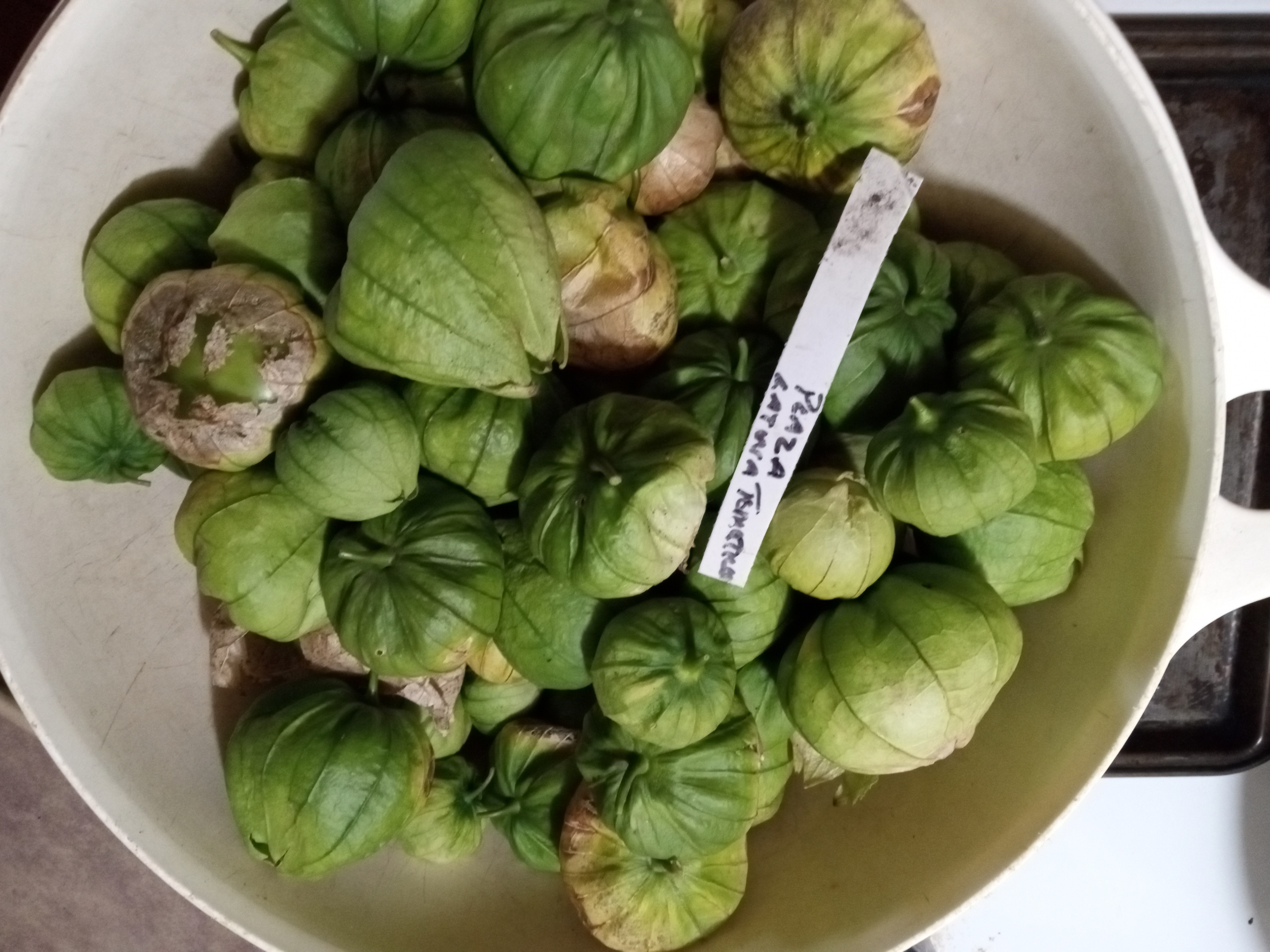 Interesting summer garden - tomatillo harvest