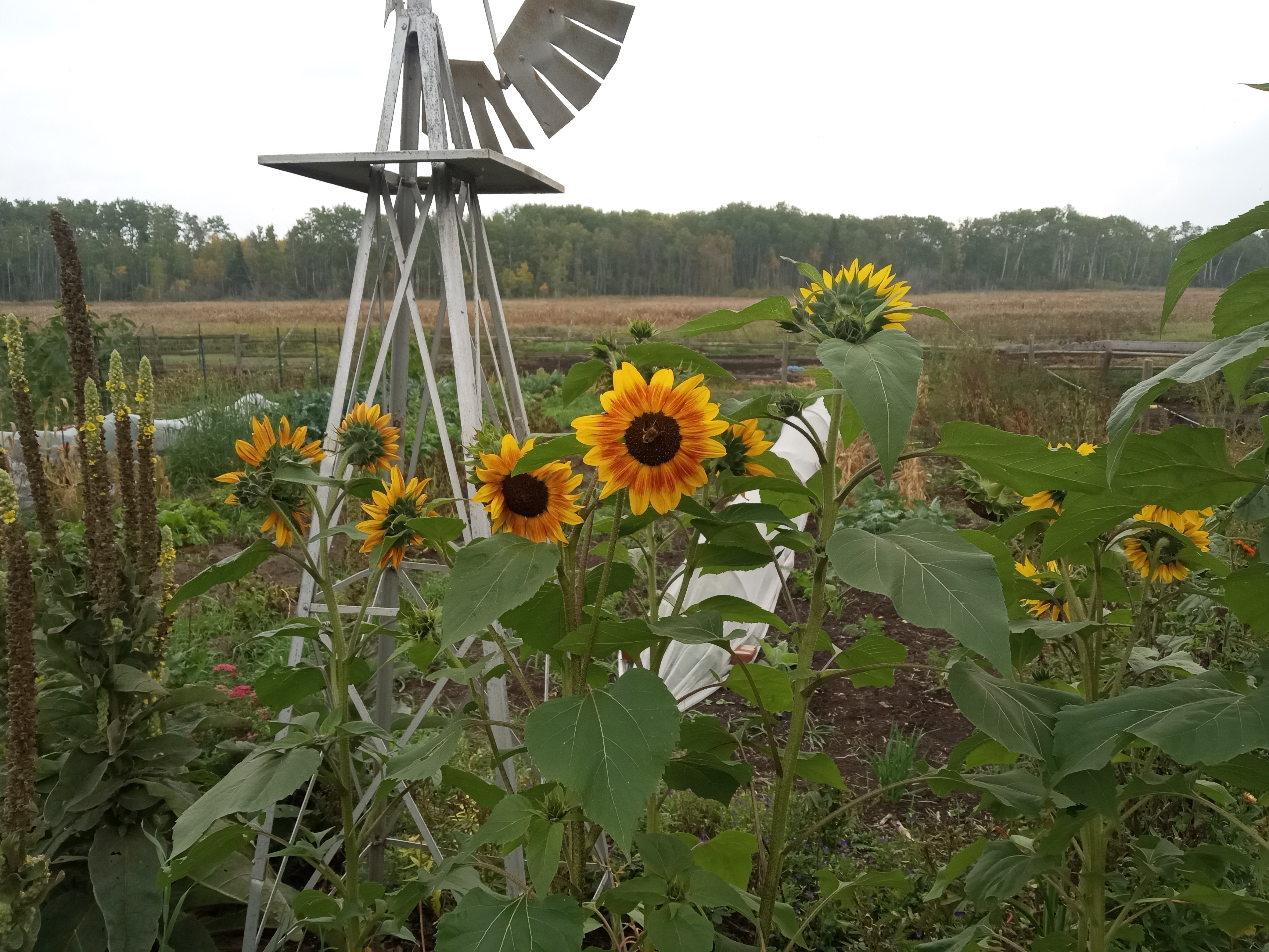 Interesting summer garden- last of summer glimpses