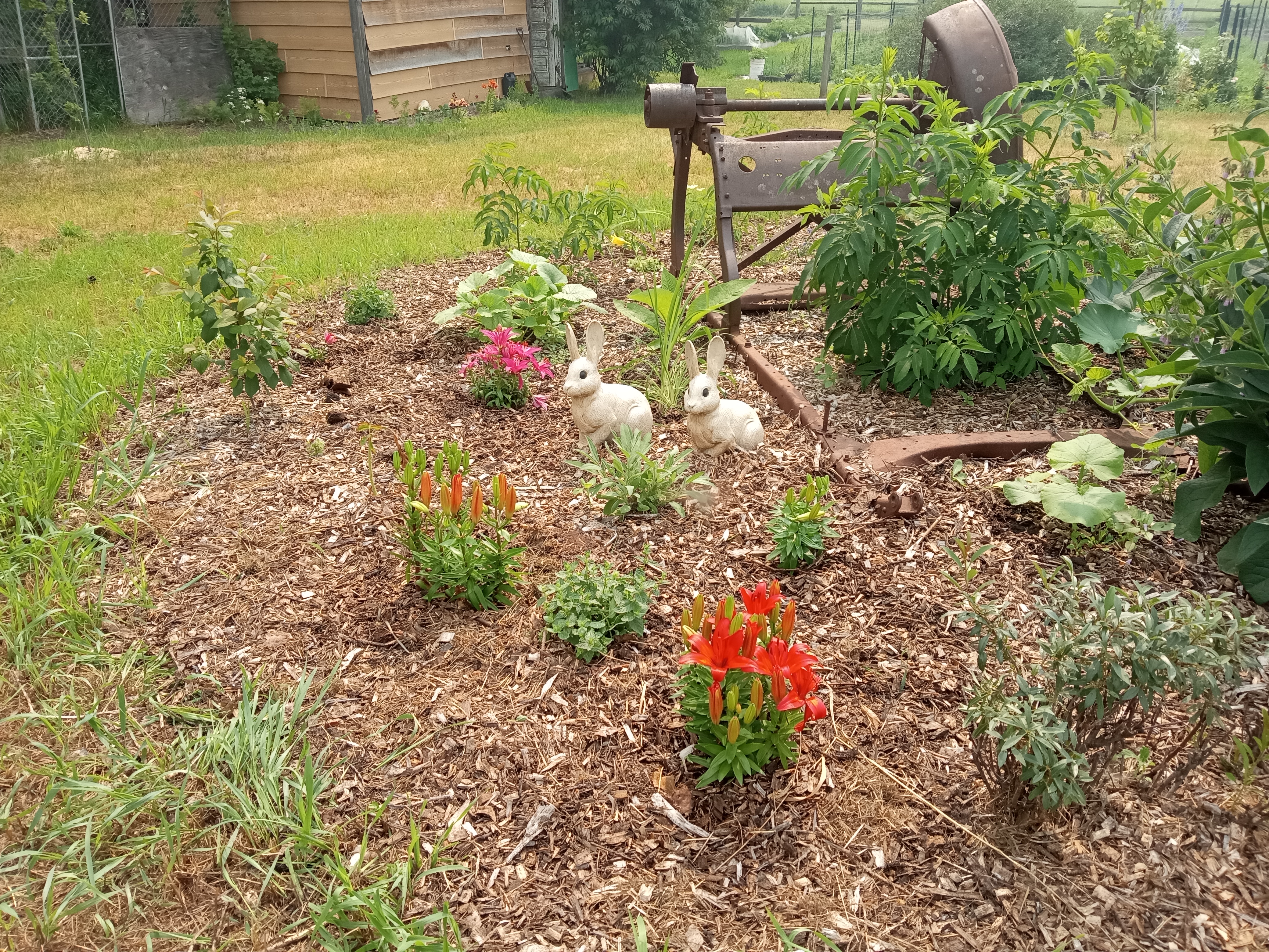 Interesting summer garden - Lilies in tree guild