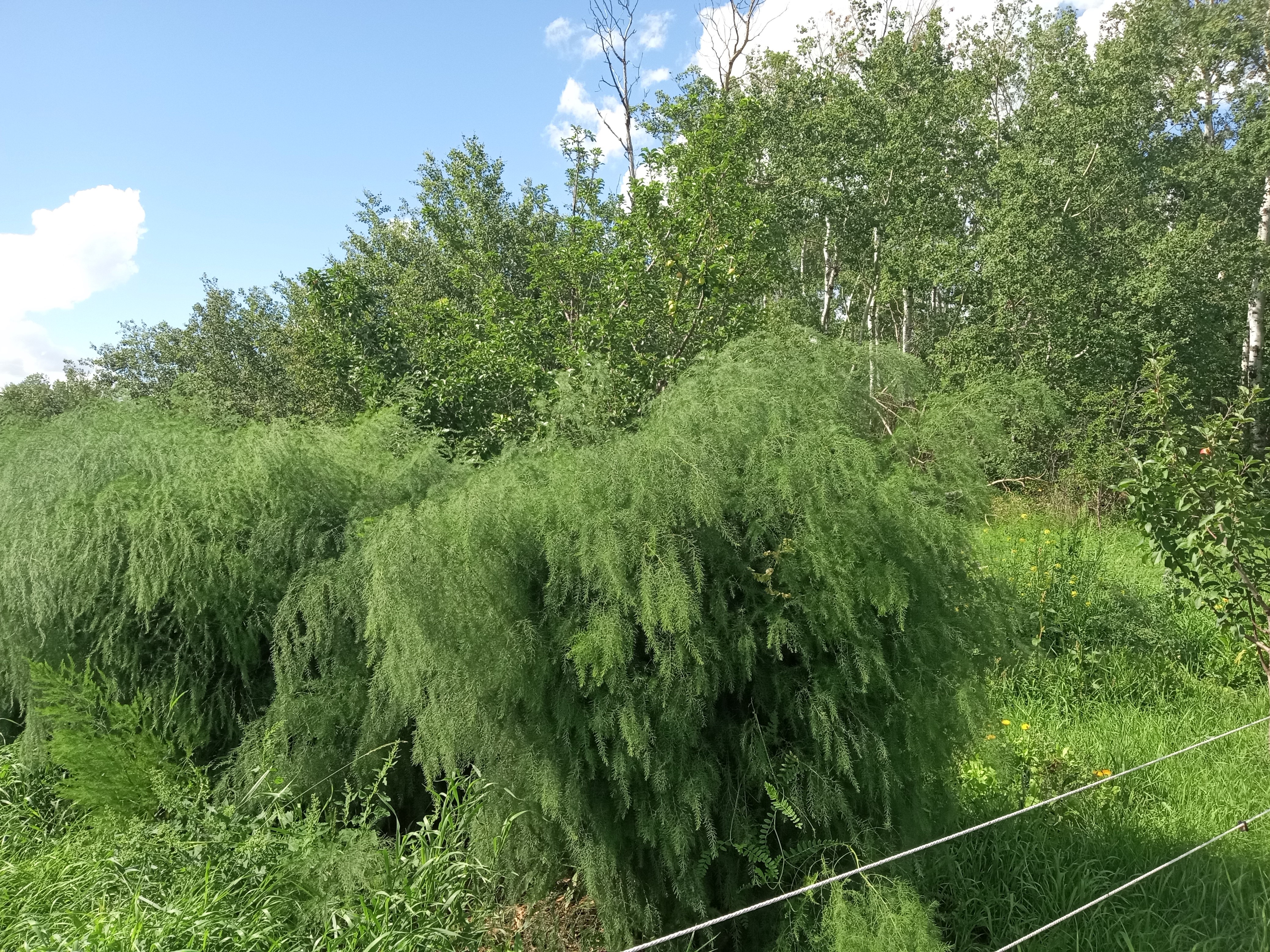 Interesting summer garden - asparagus hedge