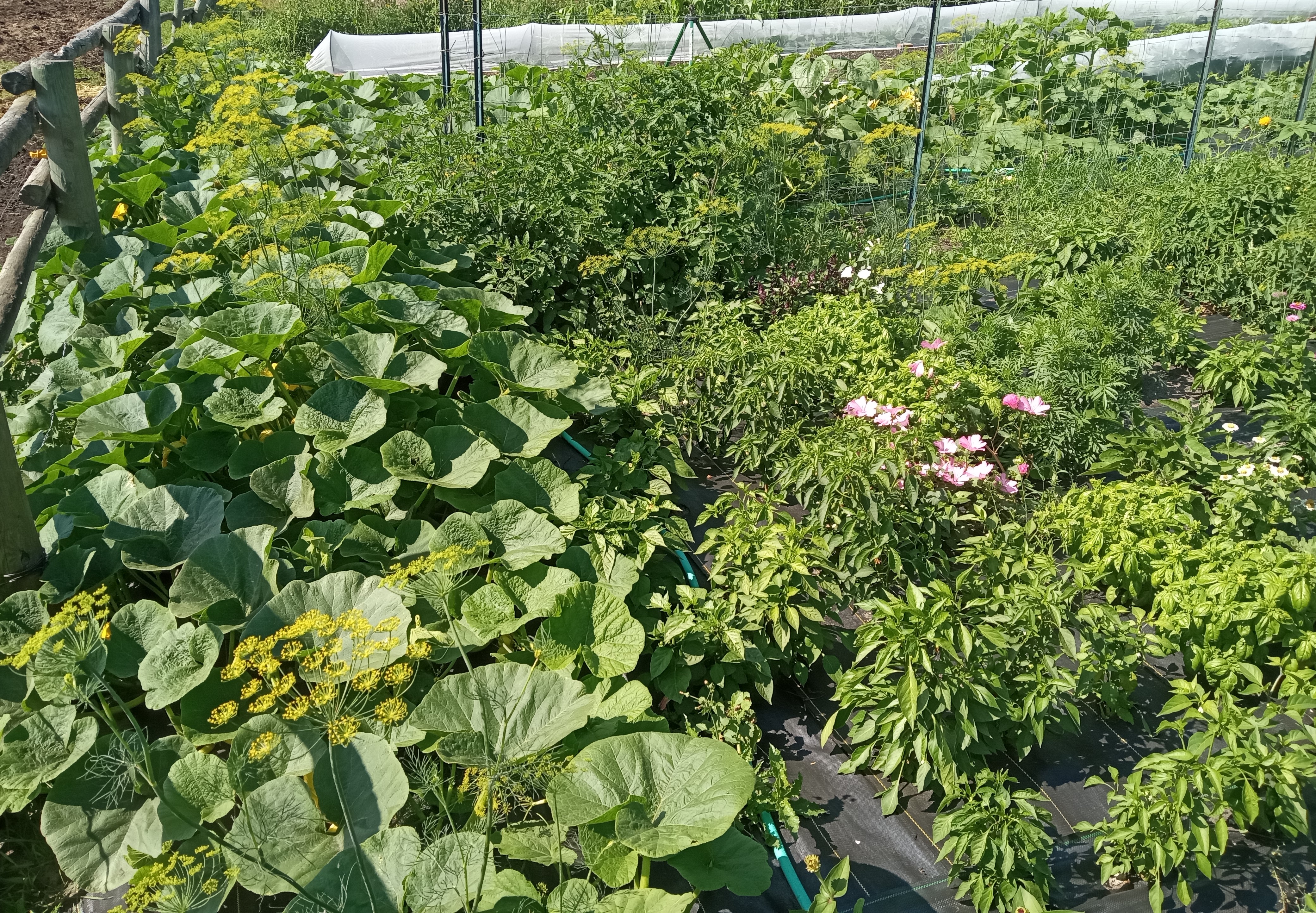 Interesting summer garden - squash pepper tomatoes August 2025