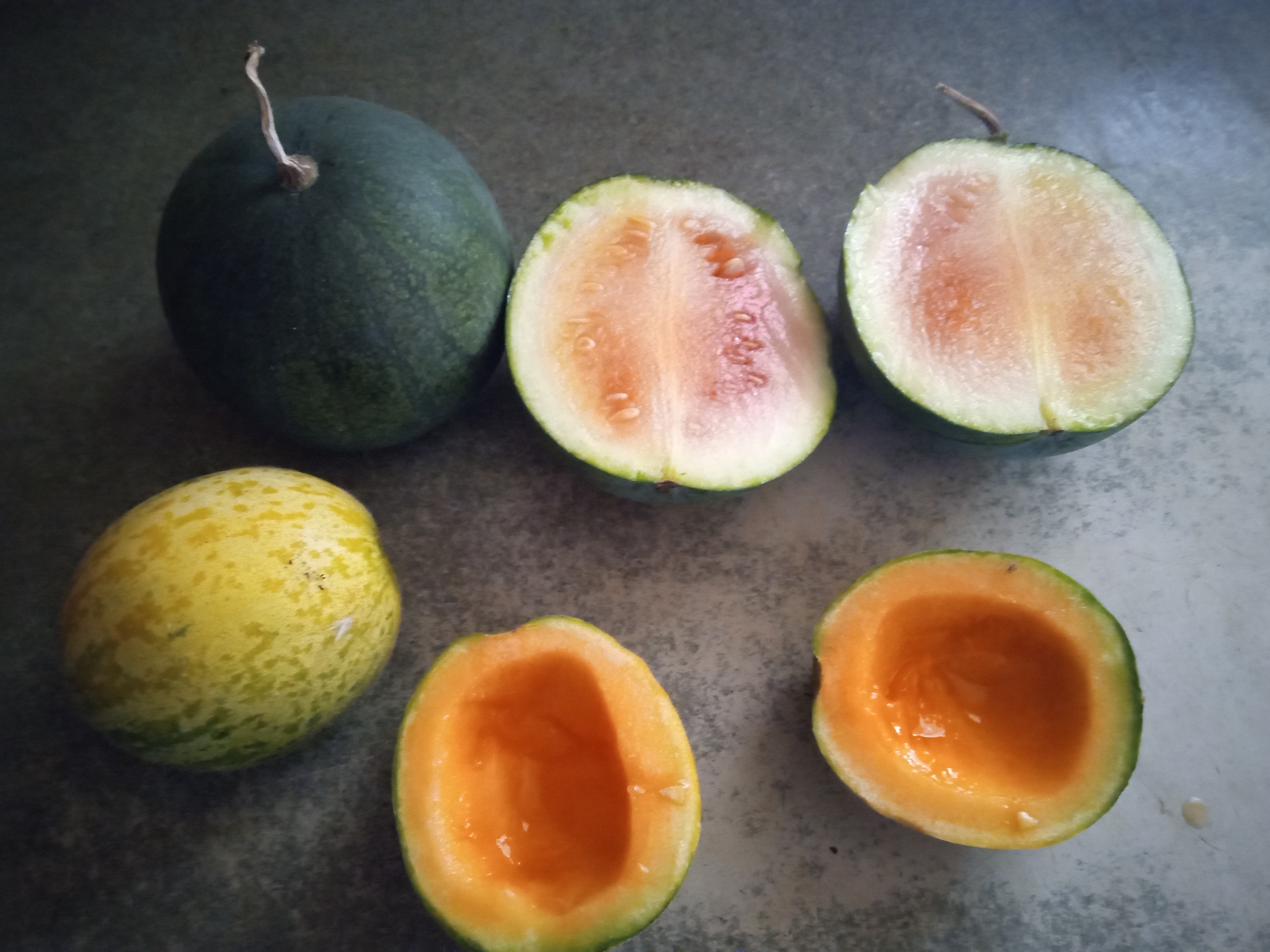 Interesting summer garden - melon harvest
