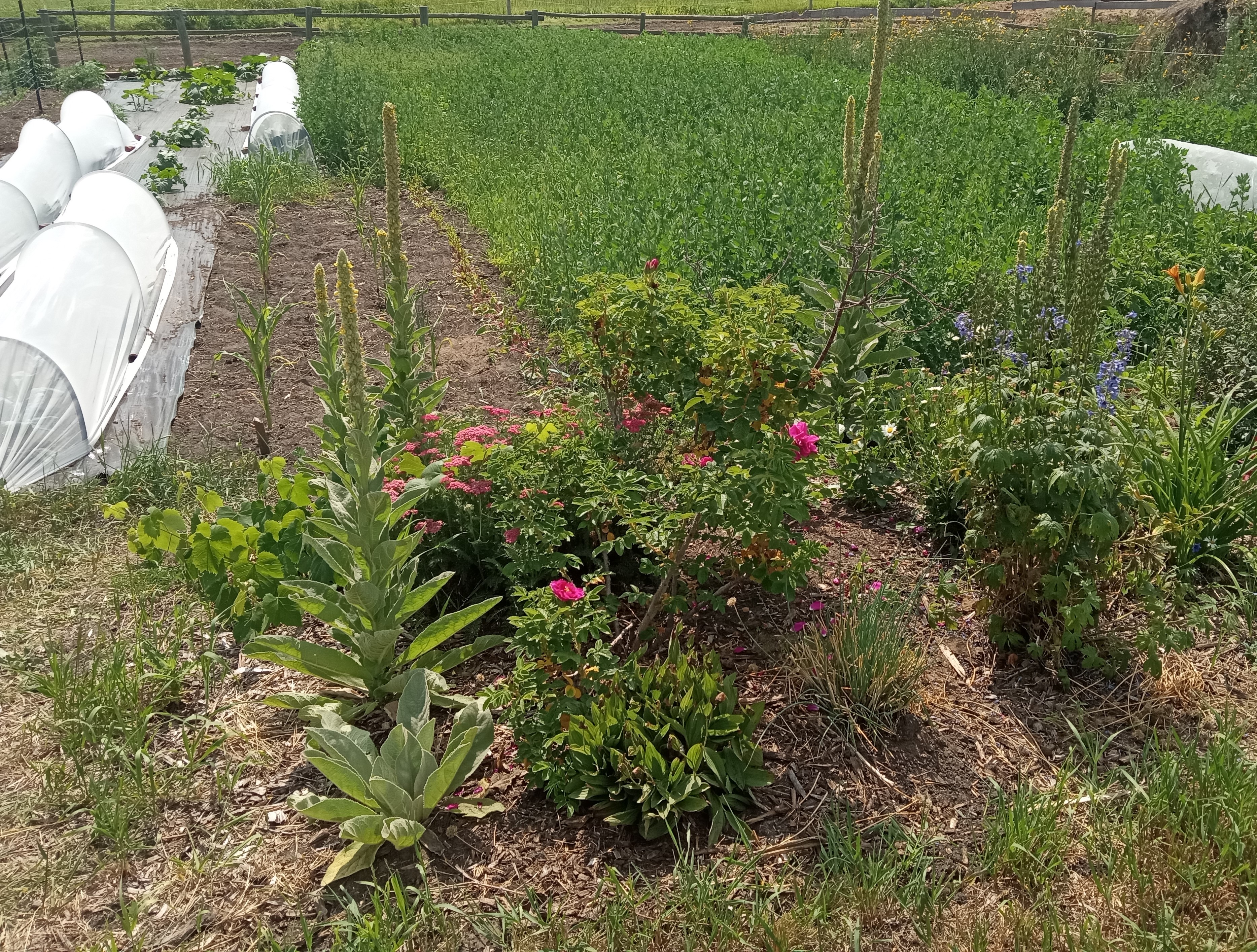 Interesting summer garden - weeds won the garden over