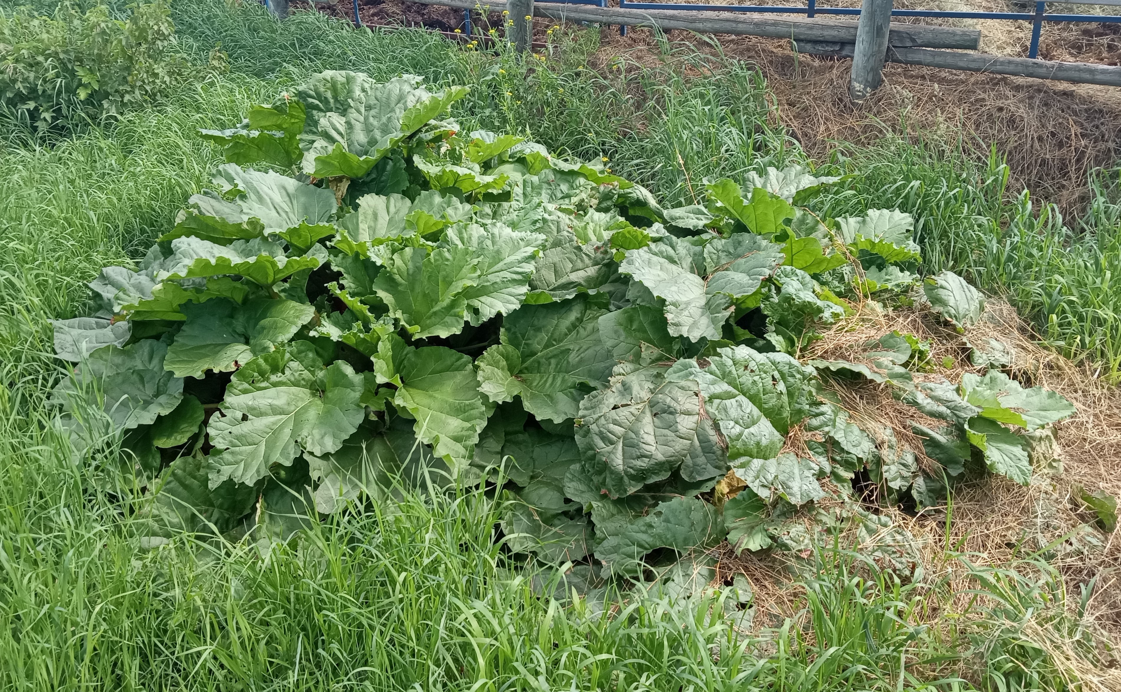 Interesting summer garden - rhubarb August 2025