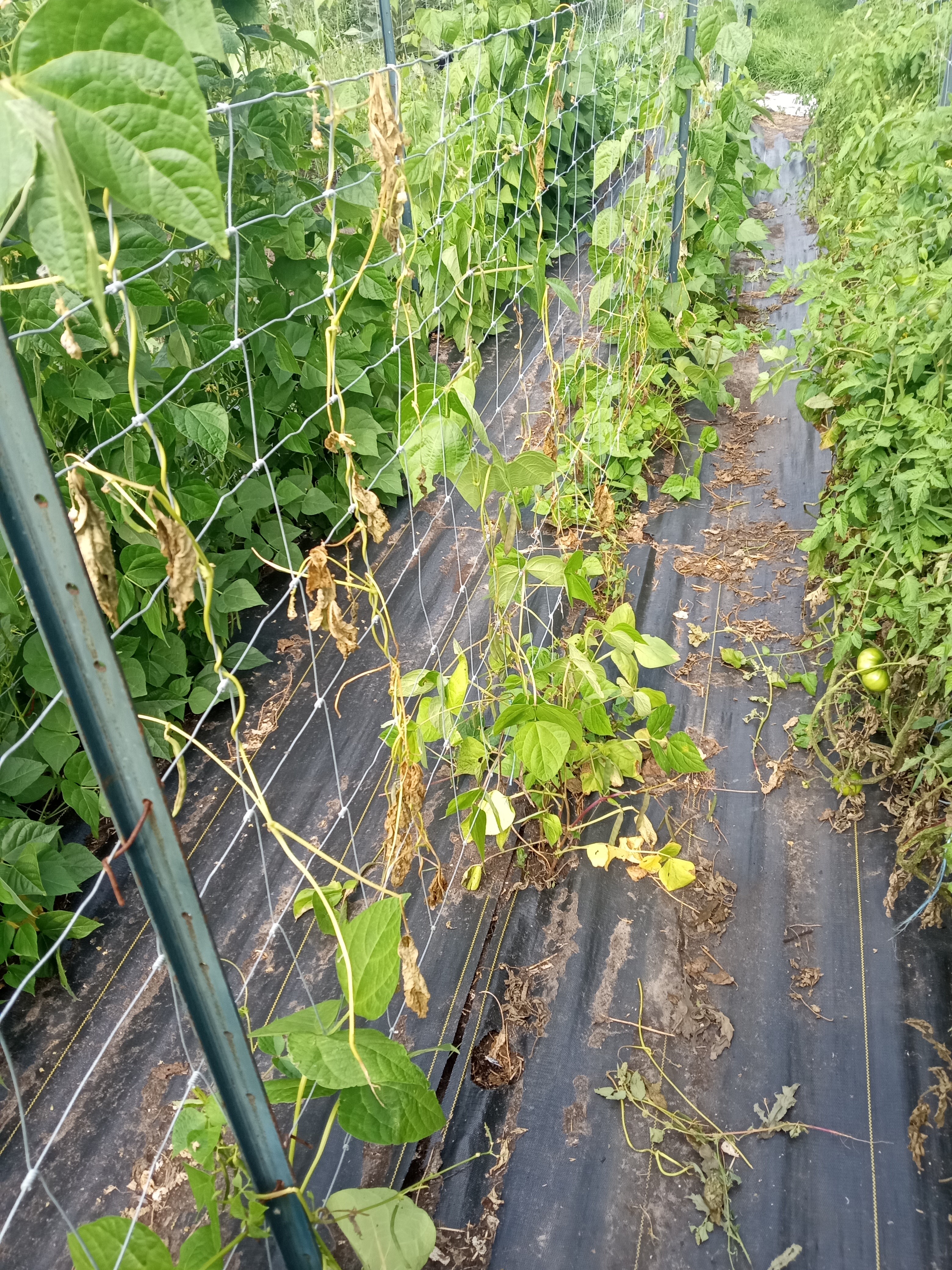 Interesting summer garden - girdling beans