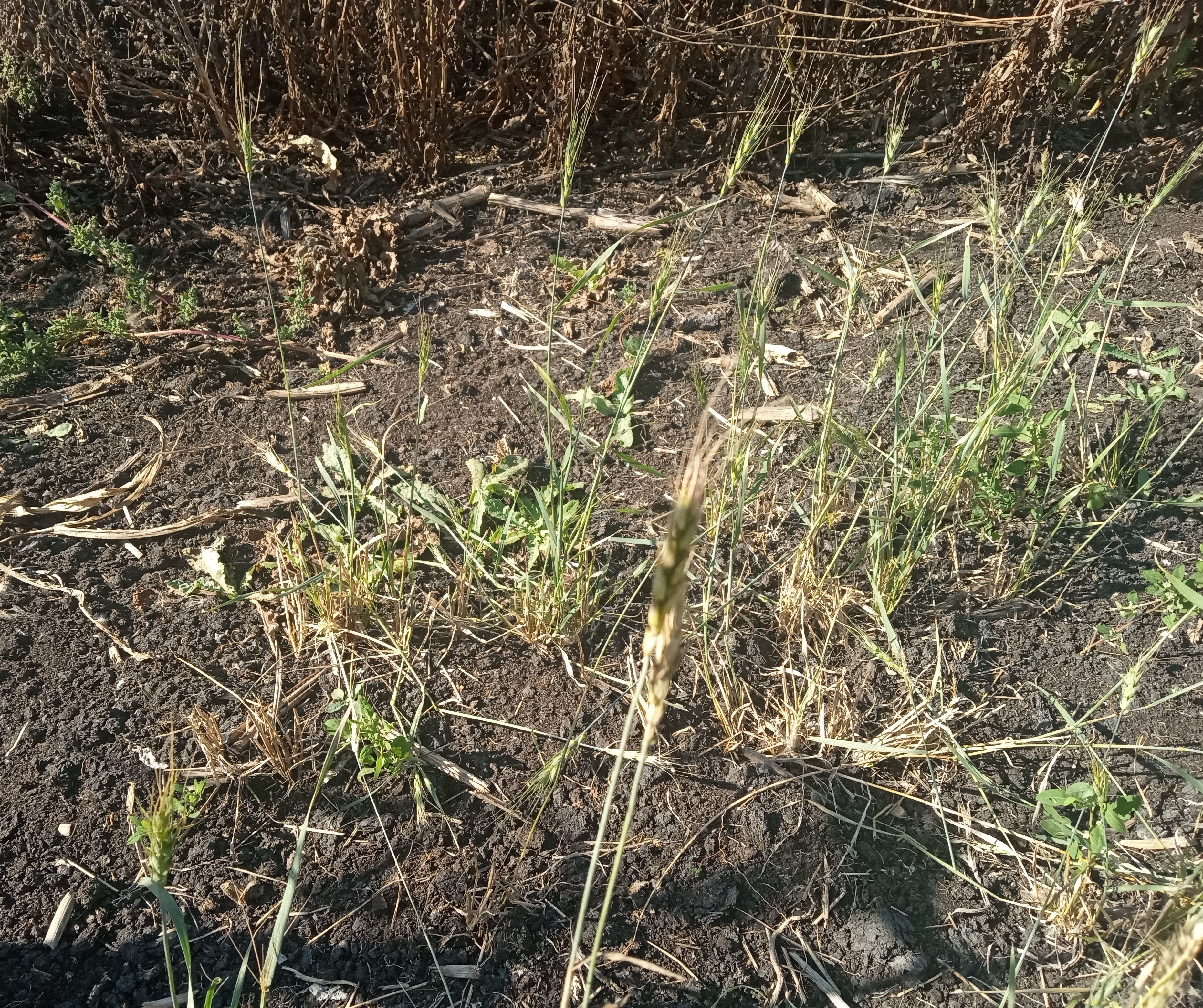 Interesting summer garden - wheat damage