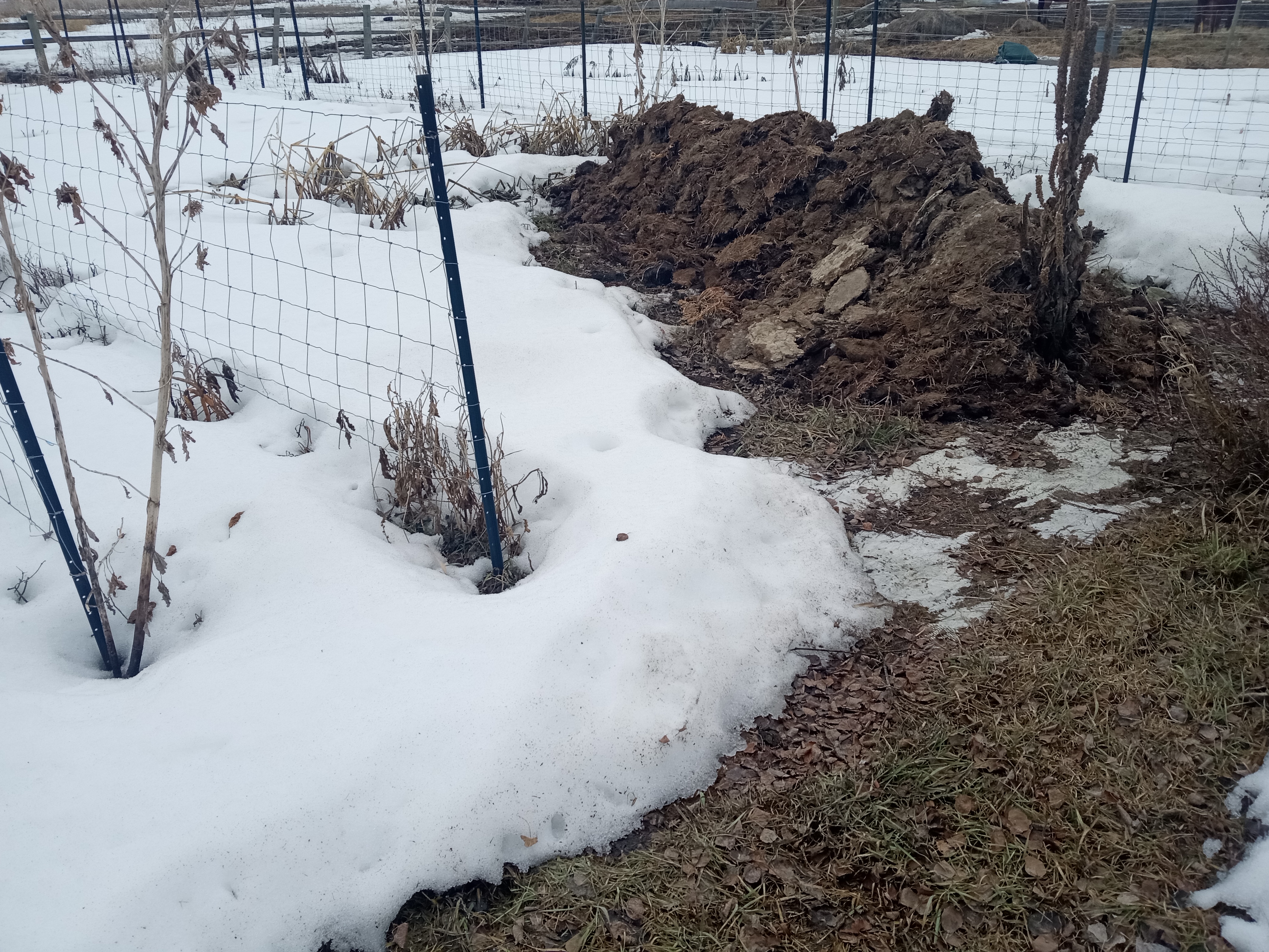 Zone 3 - 2026 Garden is in - chicken manure for garden