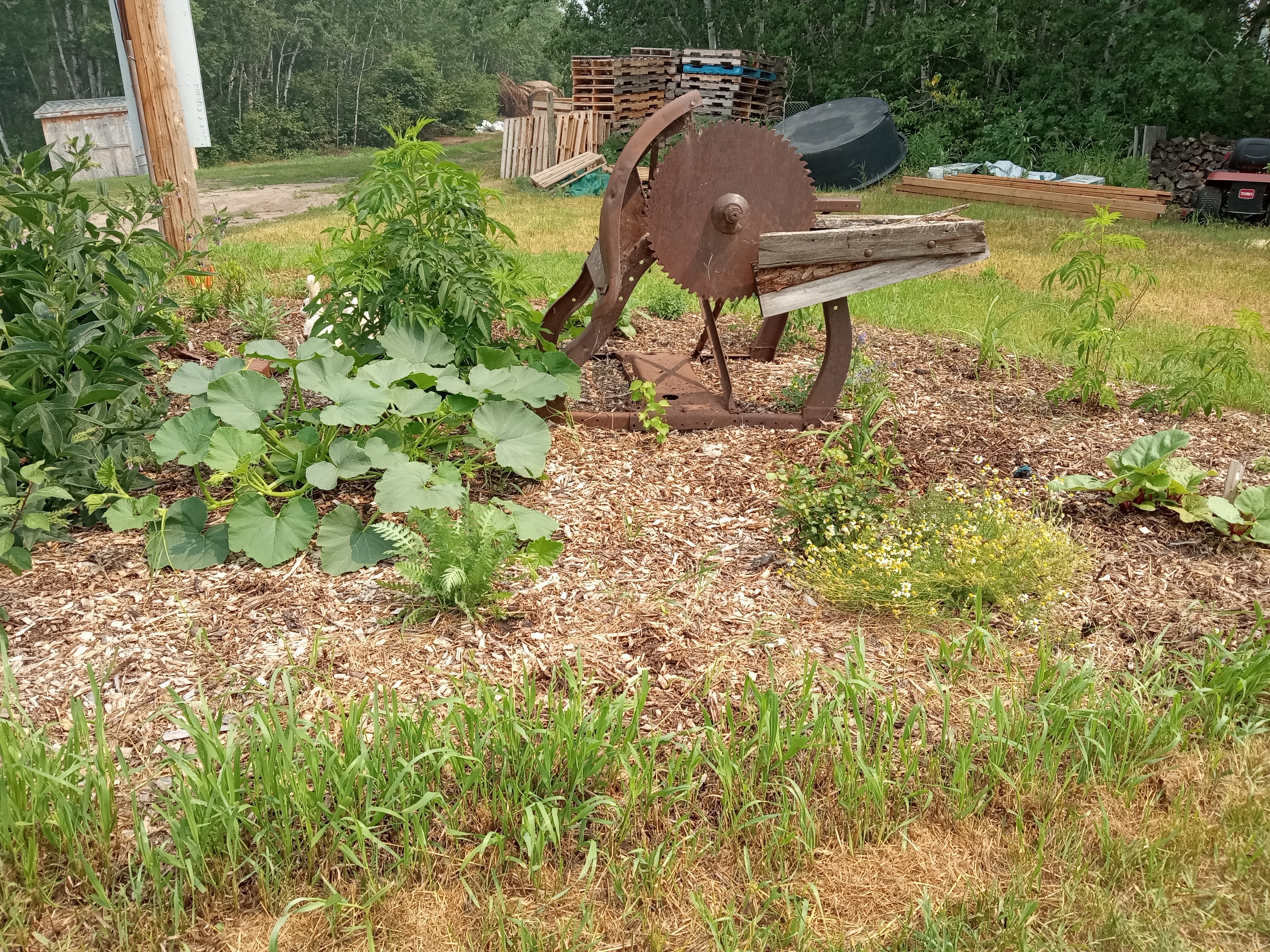 Interesting summer garden - tree guild July