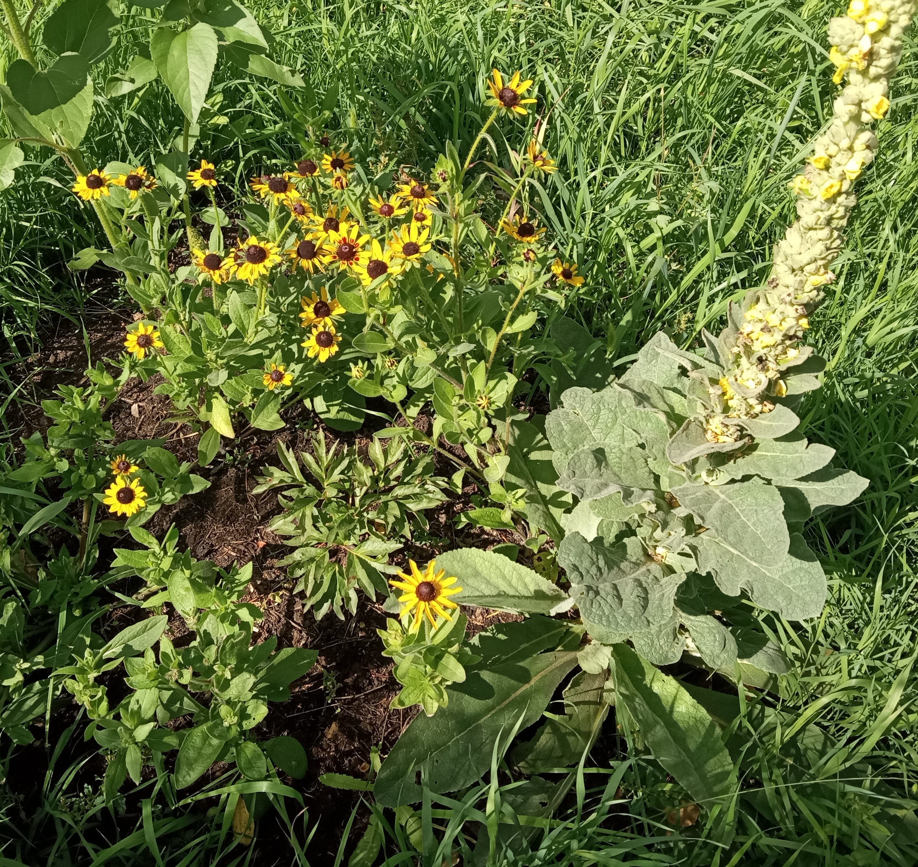 Interesting summer garden - Black eyed susan and mullein