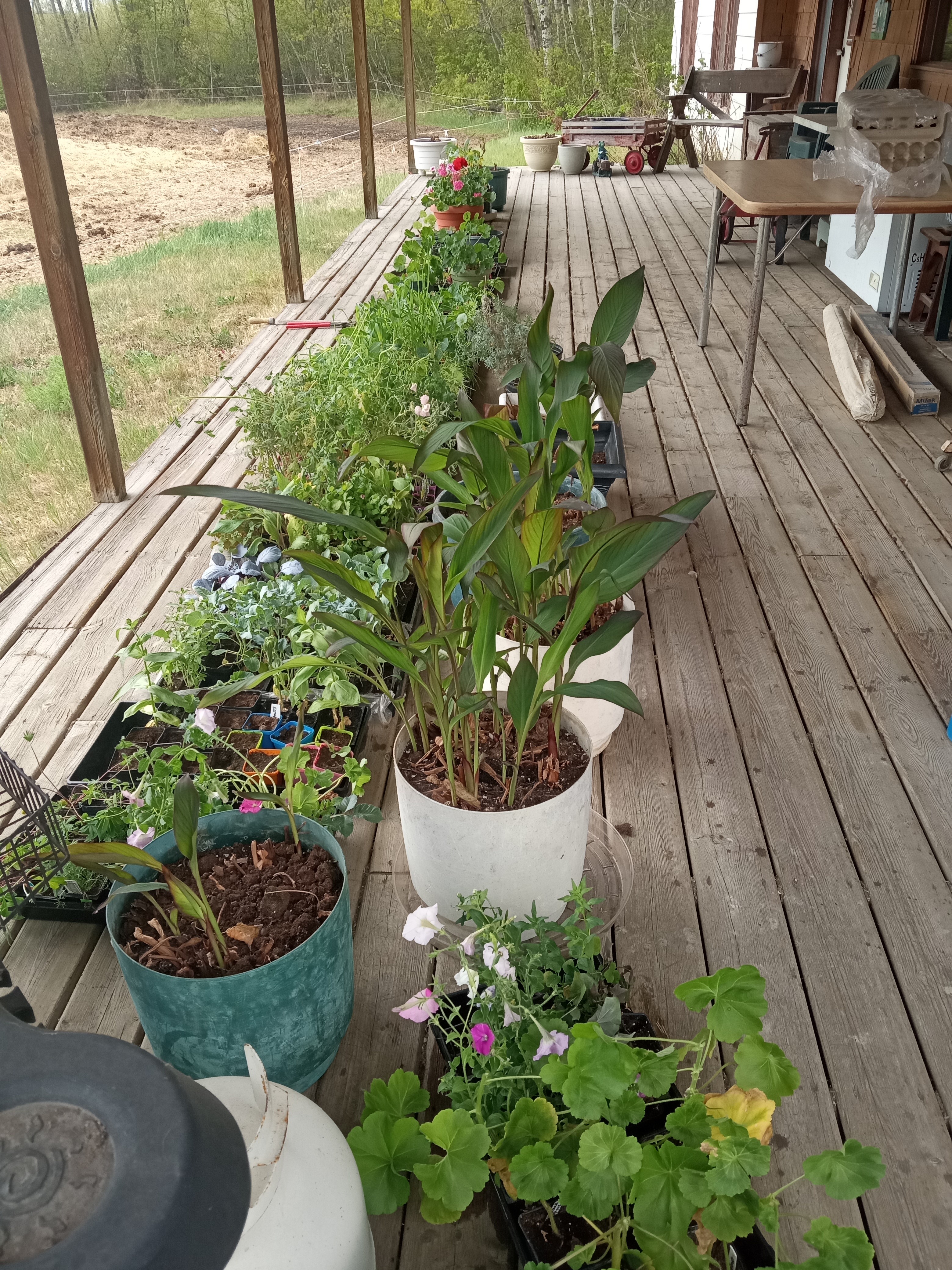 Interesting summer garden - hardening off on May 20 2025