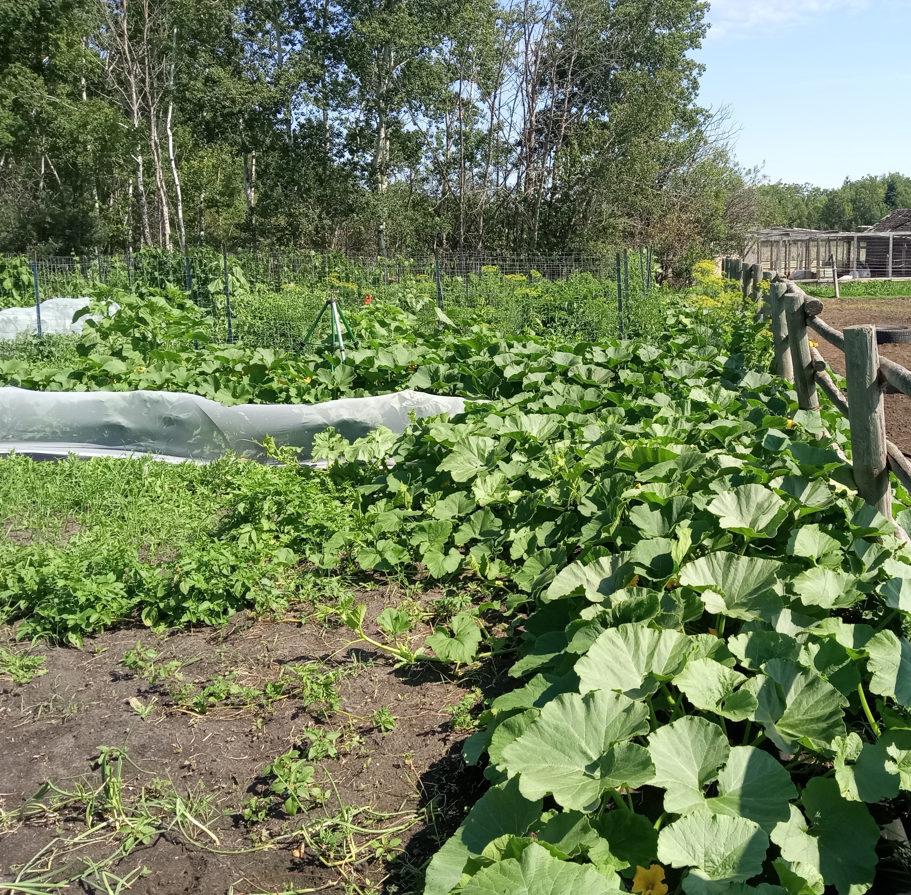 Interesting summer garden - squash patch August 2025