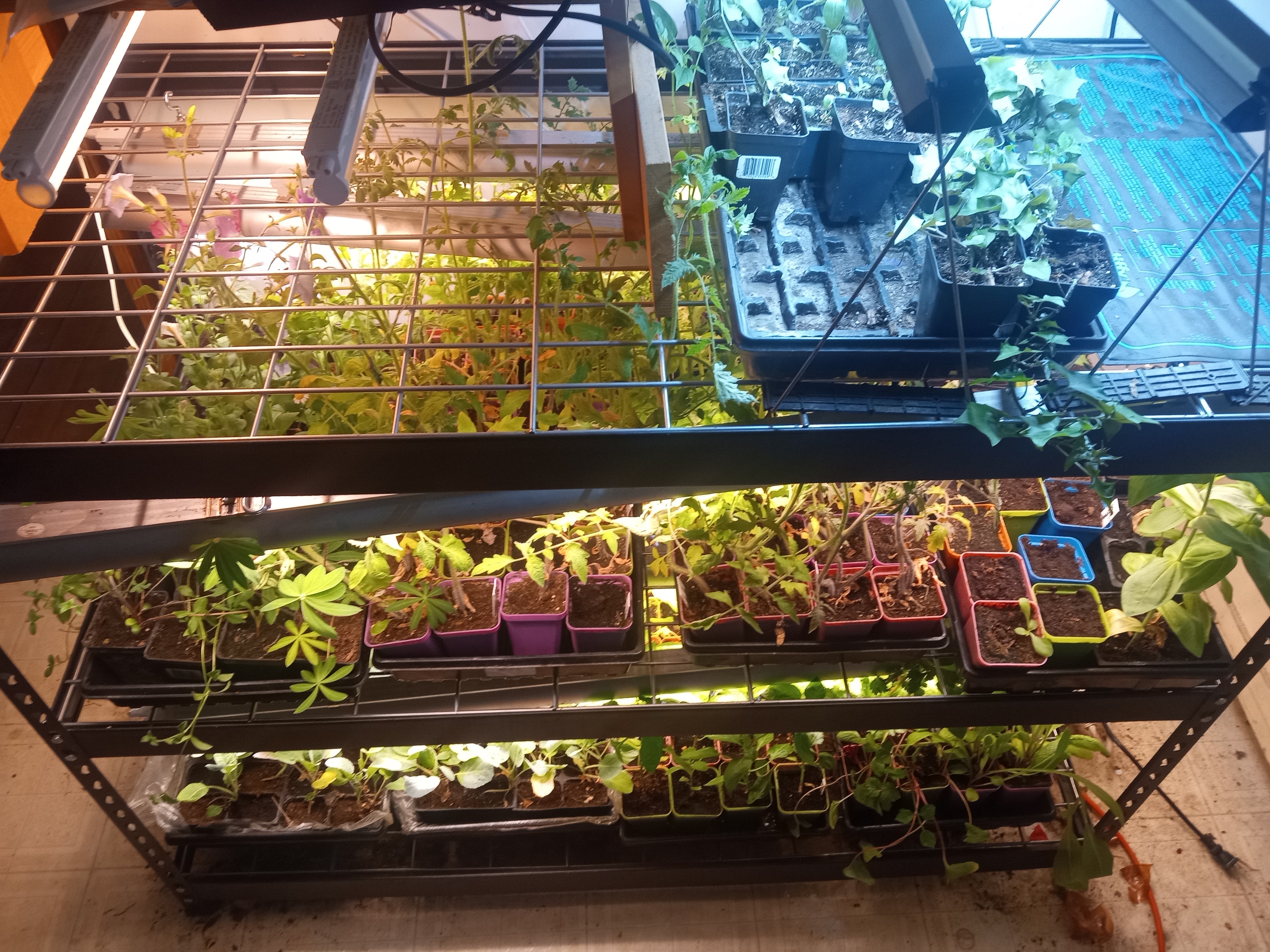 Interesting summer garden - seedling starts May 2025