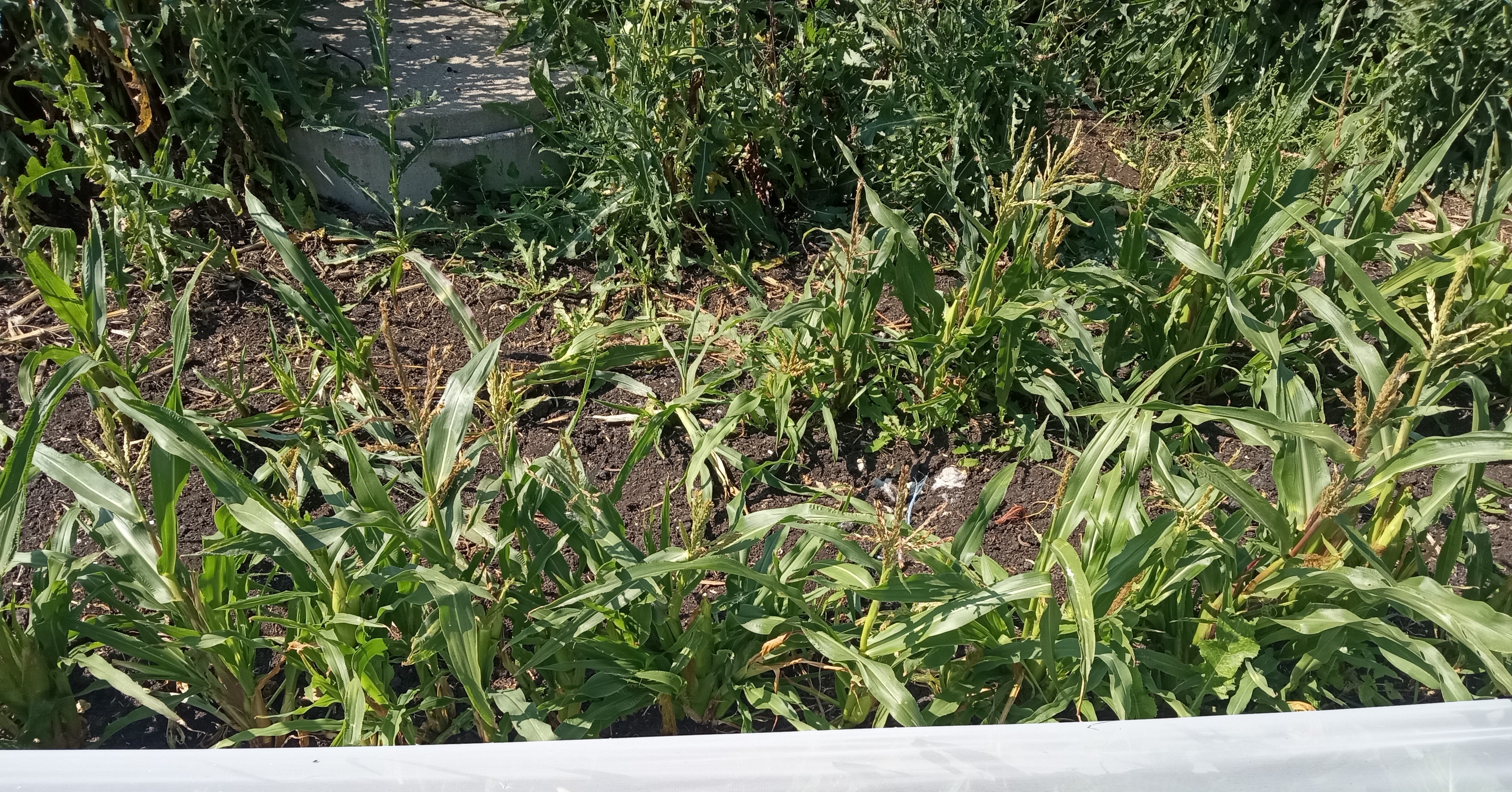Interesting summer garden - corn damage