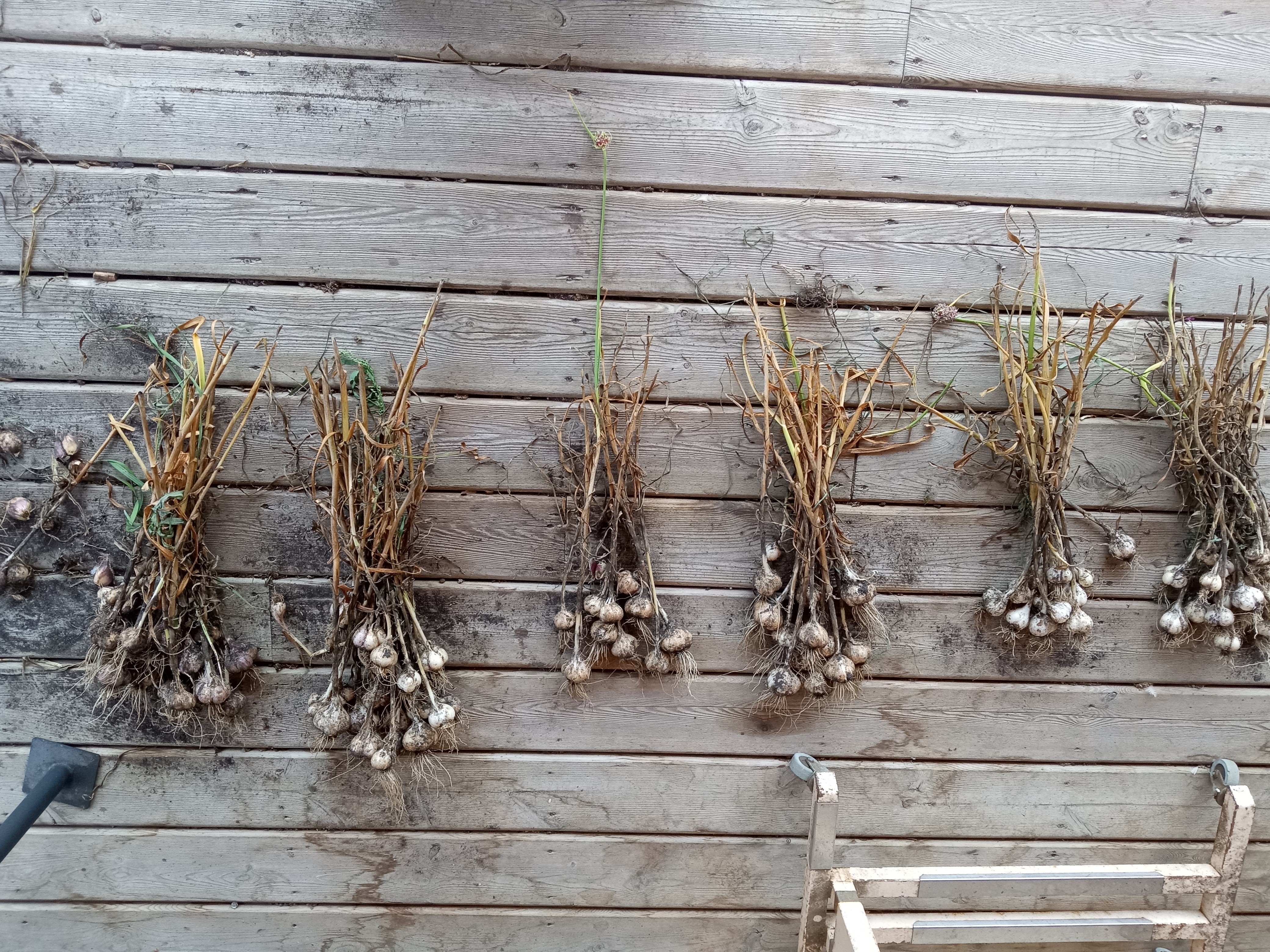 Interesting summer garden - garlic harvest 2025